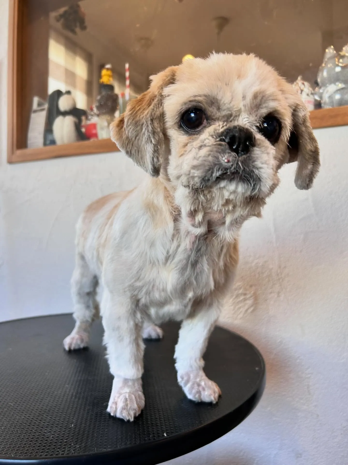 ワンちゃんたちの素敵なトリミングデー🐶✨