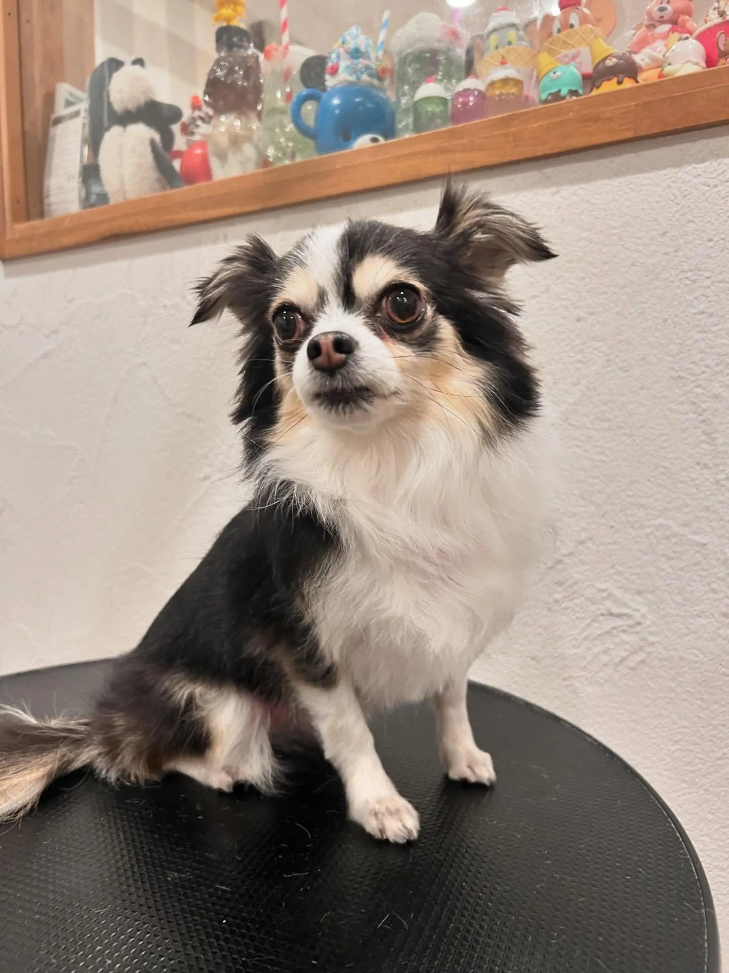 ワンちゃんたちの素敵なトリミングデー🐶✨