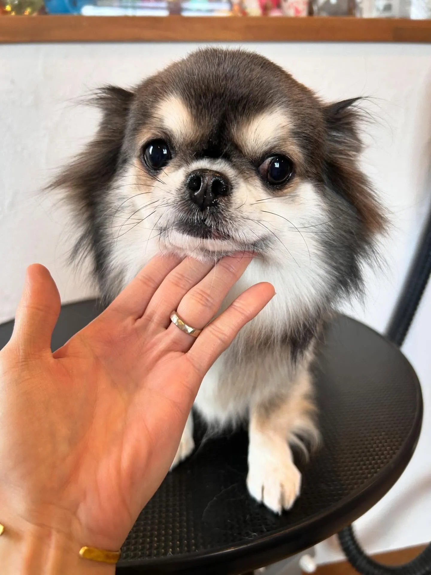 トリミングサロンで元気いっぱいのわんこたちをご紹介🐾