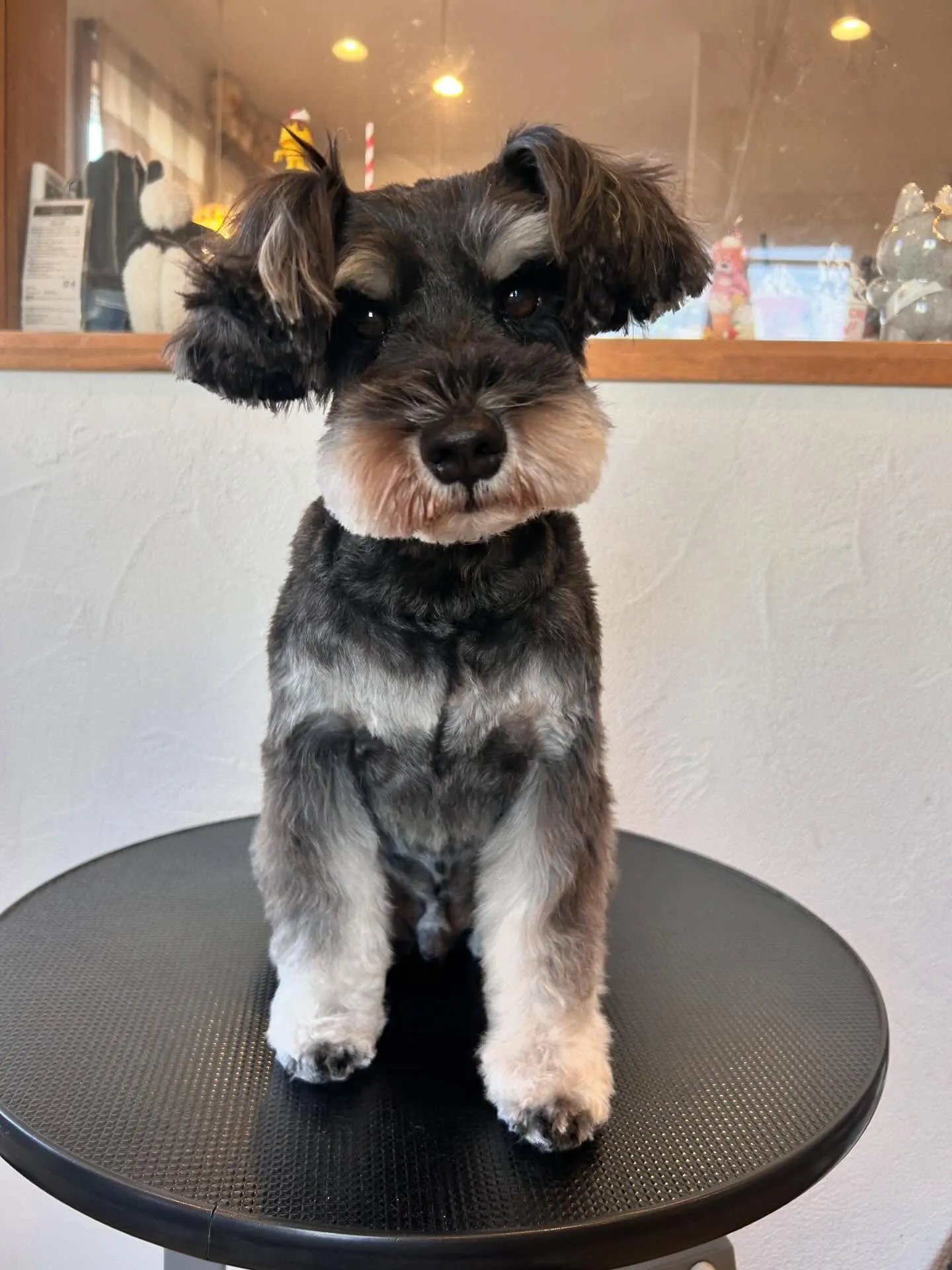 トリミングサロンで元気いっぱいのわんこたちをご紹介🐾