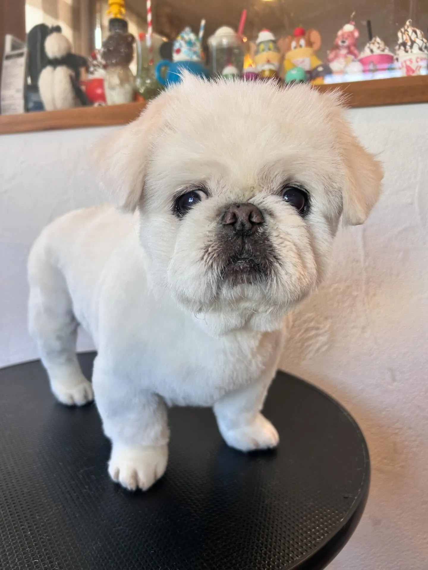 🐾 柴のすずちゃんが2度目のご来店!