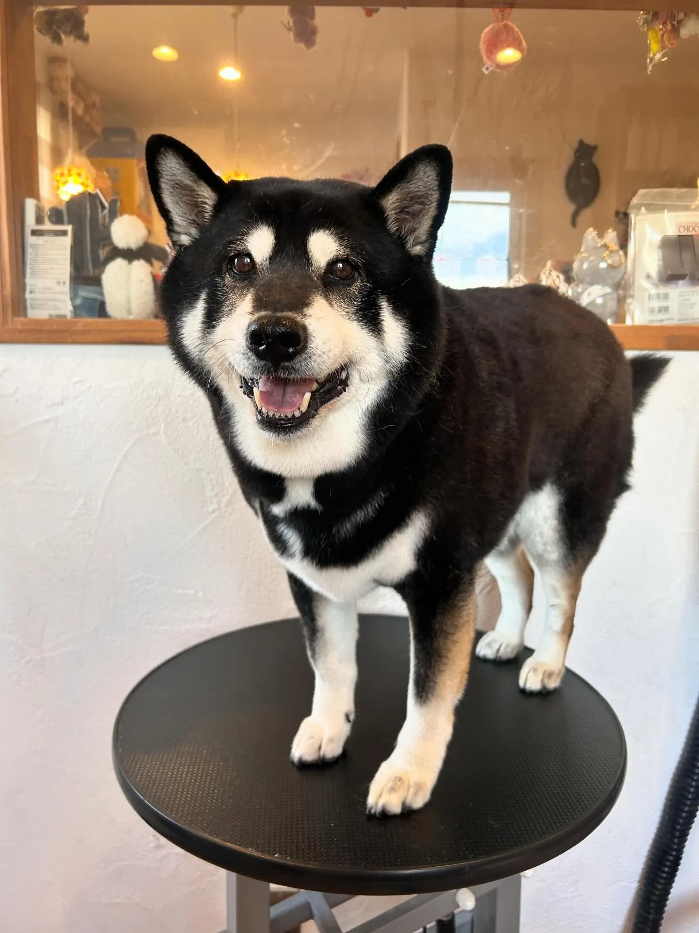 🐾 柴のすずちゃんが2度目のご来店!