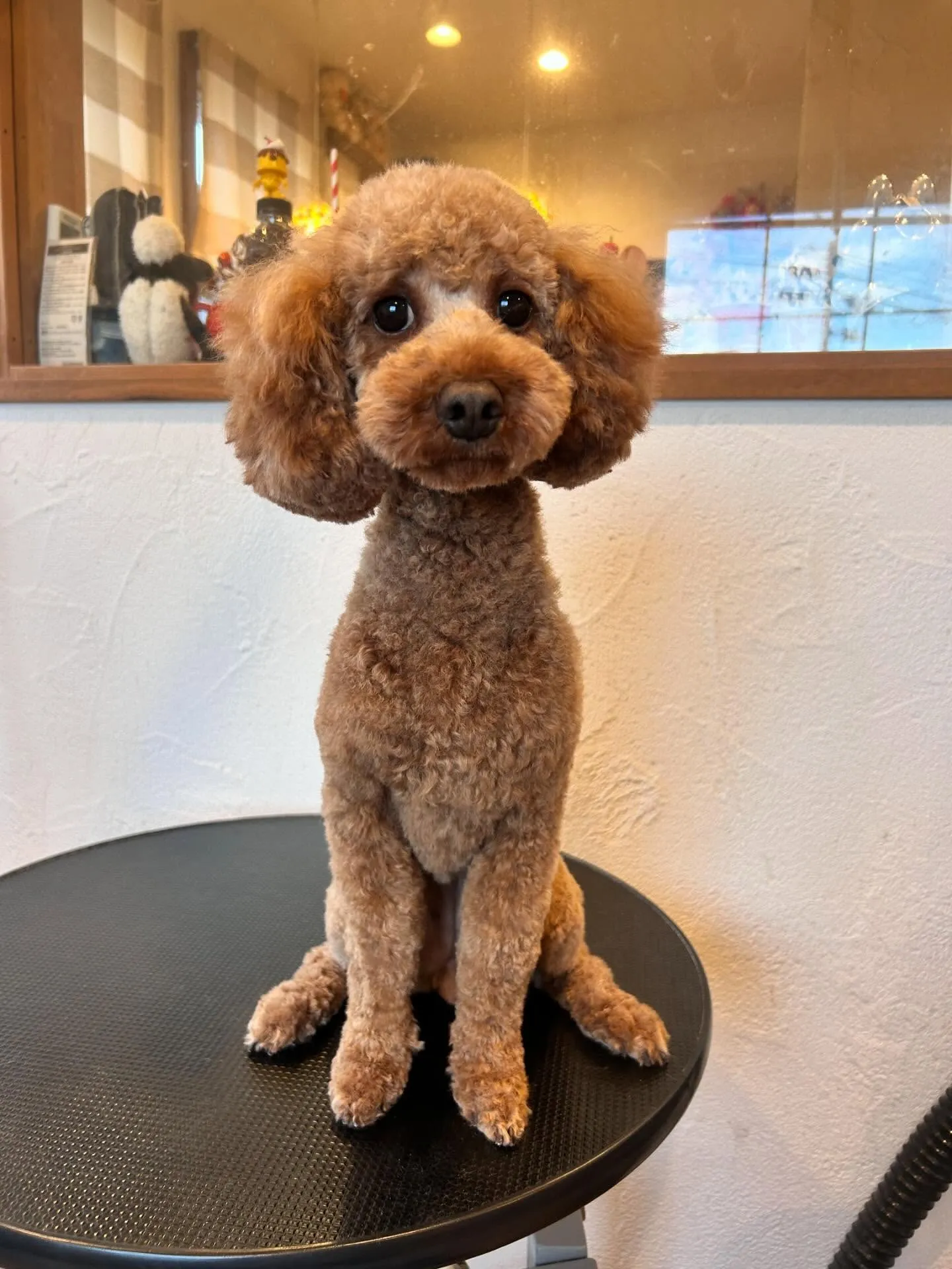 🐾 柴のすずちゃんが2度目のご来店!