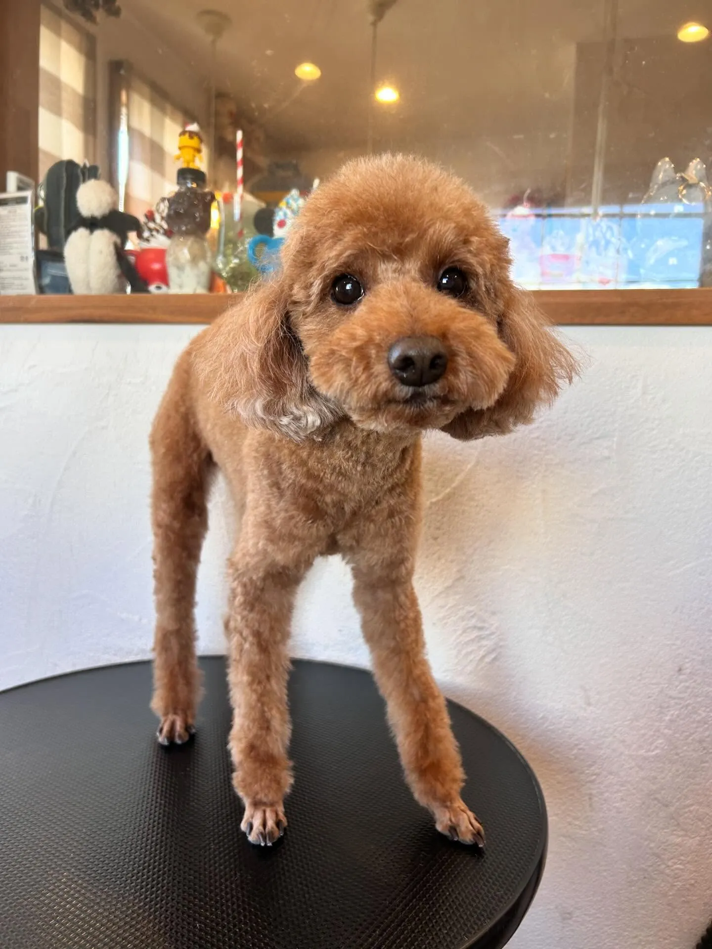 トリミングサロンのハッピーな一日をご紹介します! ✂️💖