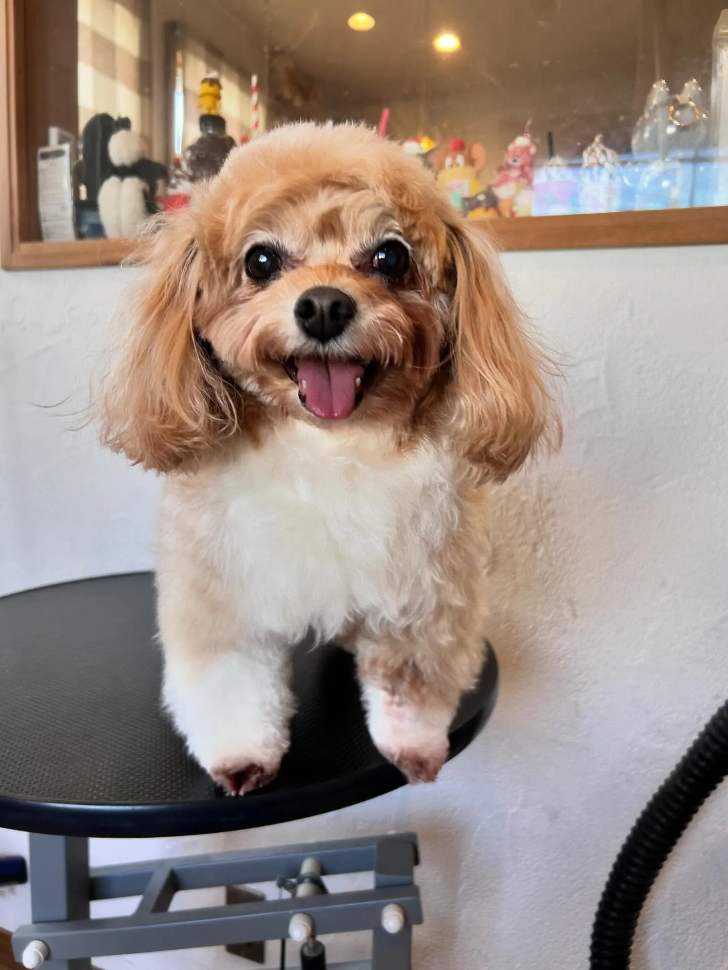 トリミングサロンのハッピーな一日をご紹介します! ✂️💖