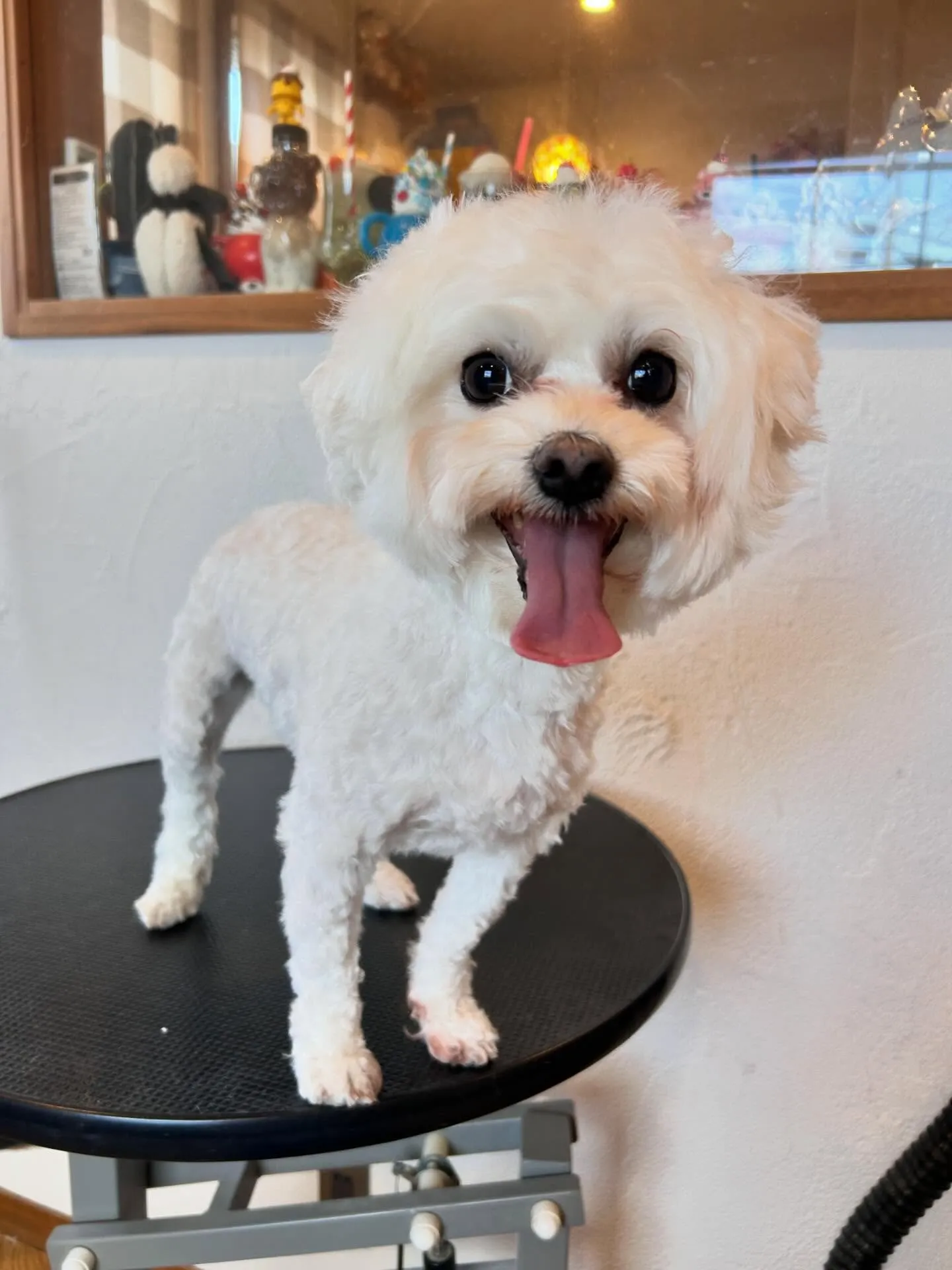 トリミングサロンのハッピーな一日をご紹介します! ✂️💖