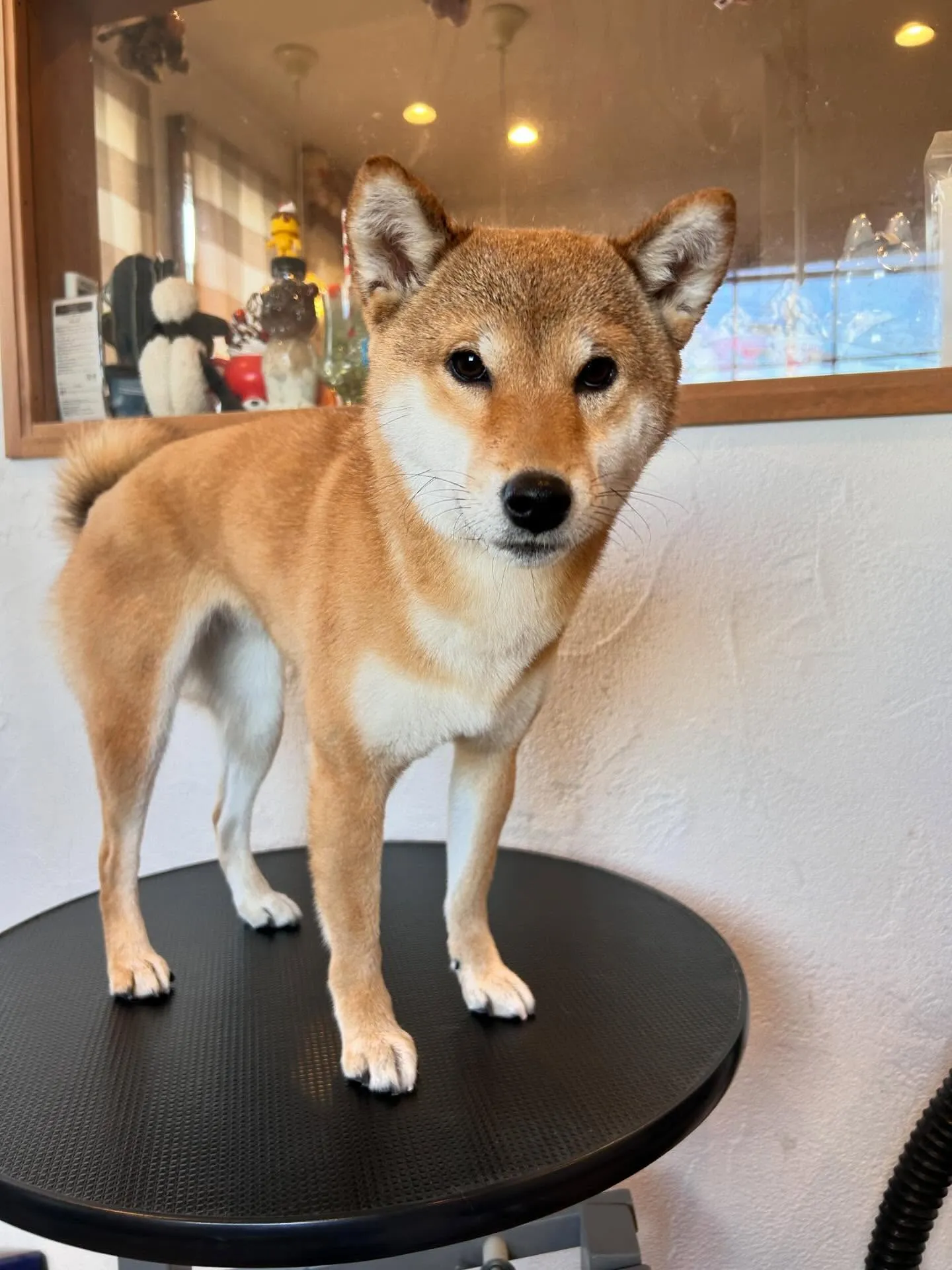 トリミングサロンのハッピーな一日をご紹介します! ✂️💖