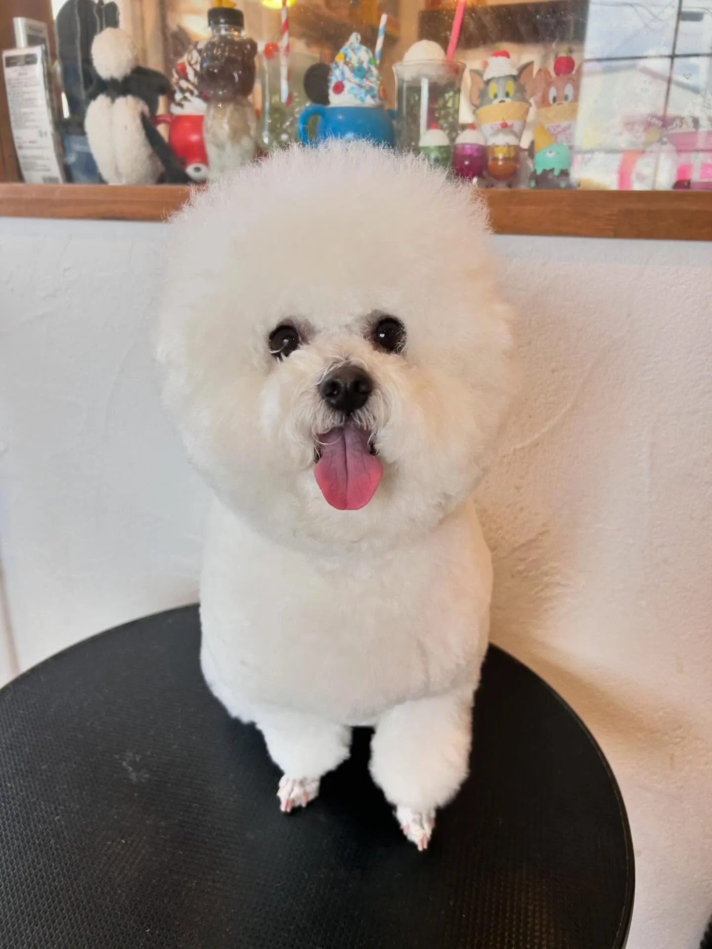 ワンちゃんたちのビューティースポットのご紹介です🛁✨
