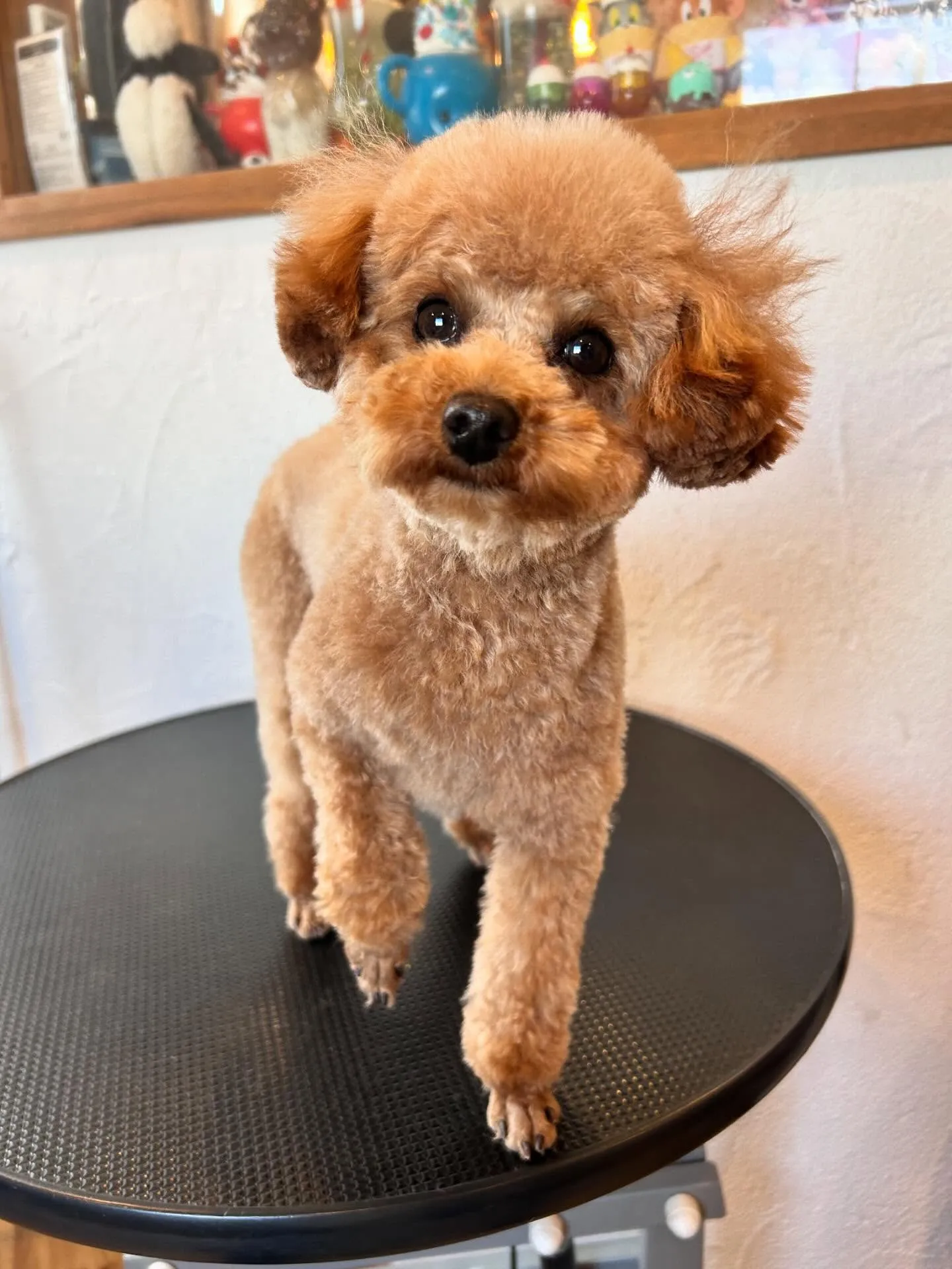 ワンちゃんたちのビューティースポットのご紹介です🛁✨