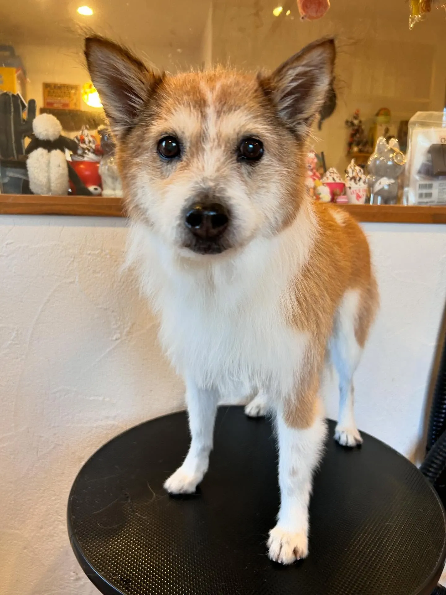 ワンちゃんたちのビューティースポットのご紹介です🛁✨
