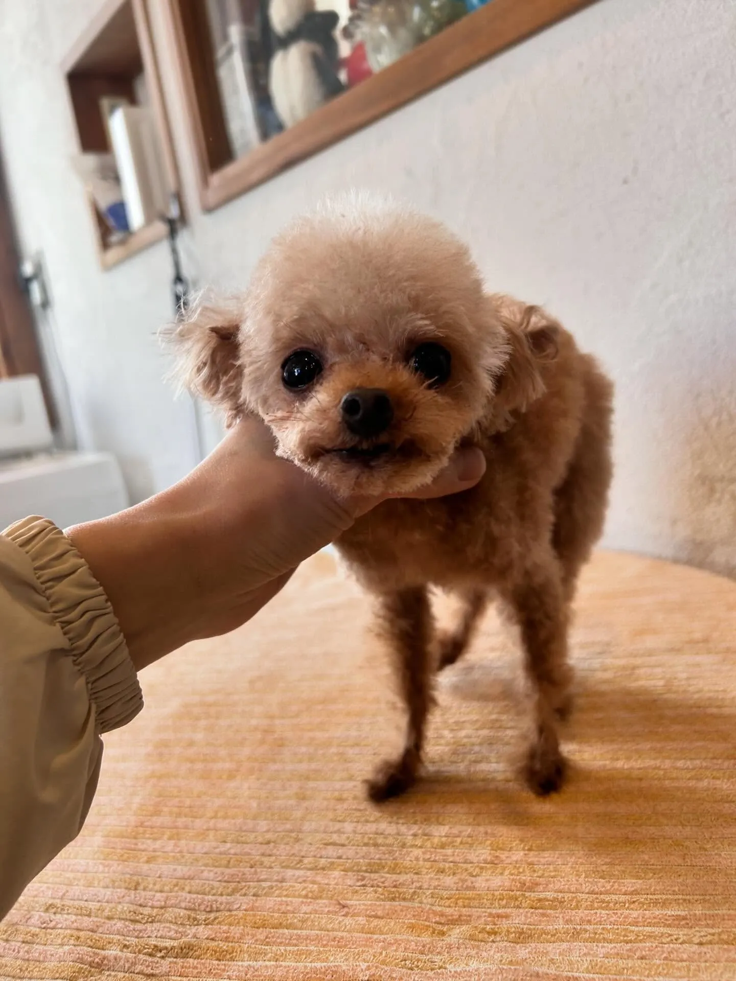 🐾✨新しいお友達がいっぱいのトリミングサロンへようこそ！