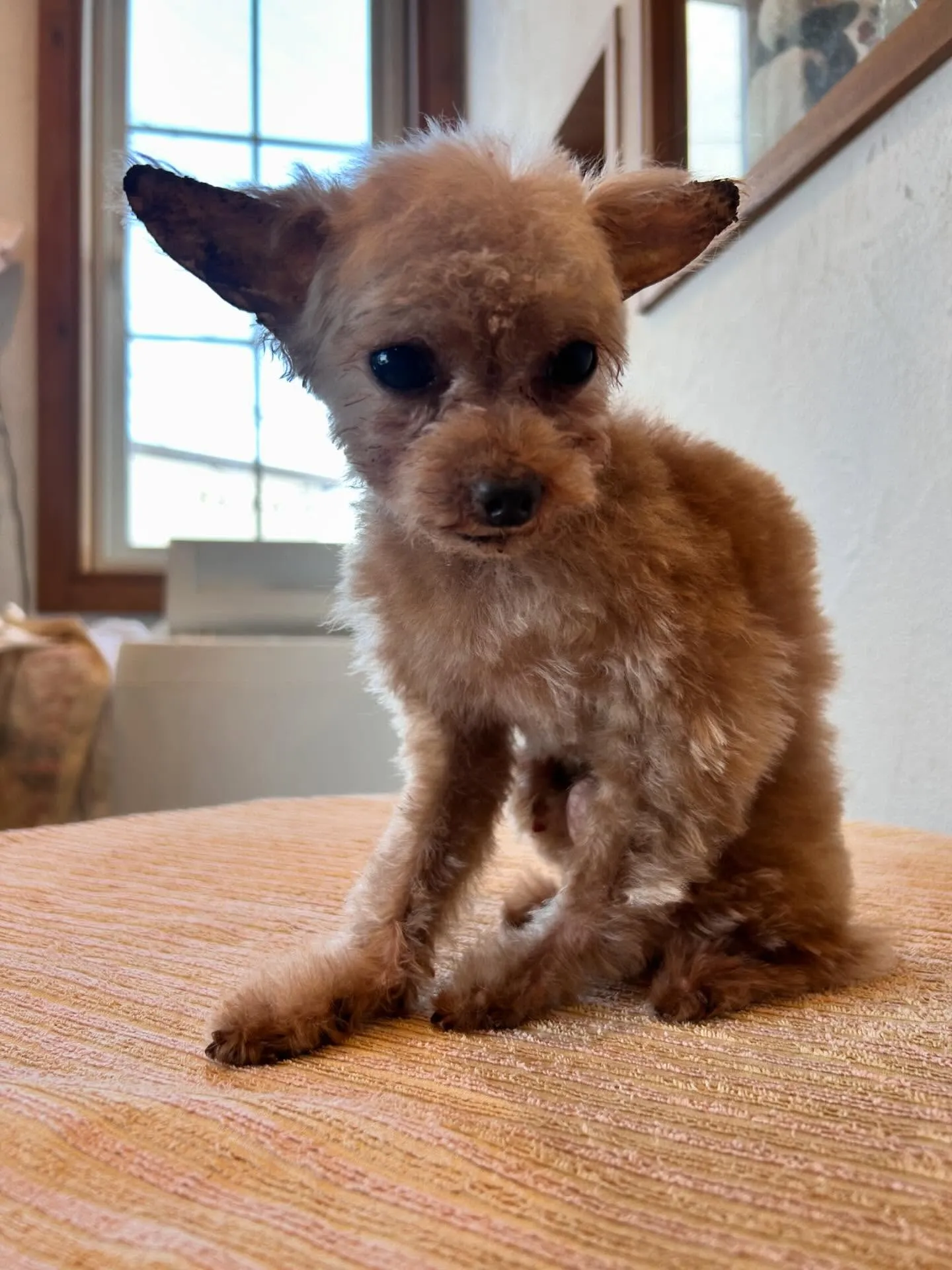 🐾✨新しいお友達がいっぱいのトリミングサロンへようこそ！