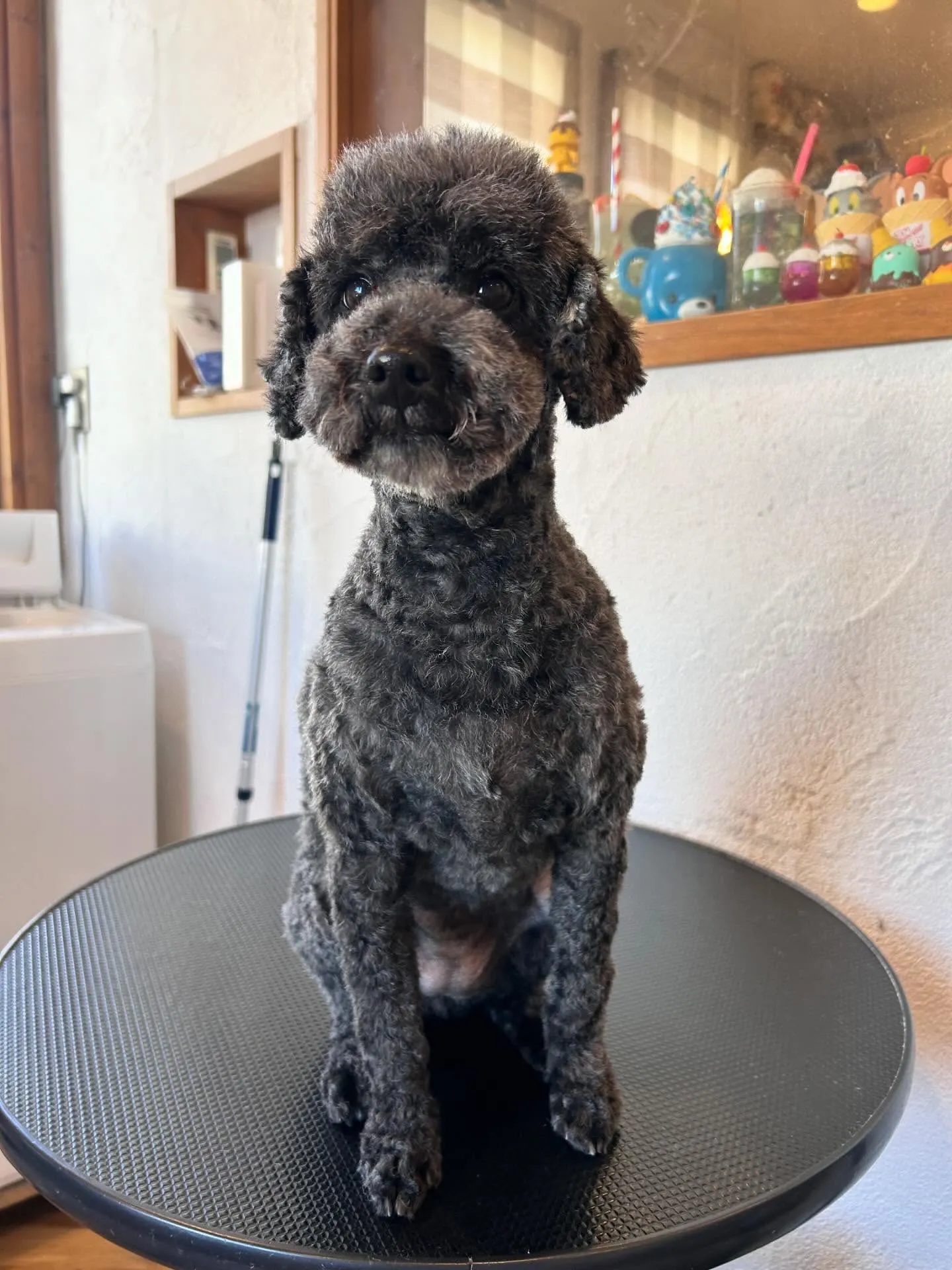 🐾✨新しいお友達がいっぱいのトリミングサロンへようこそ！