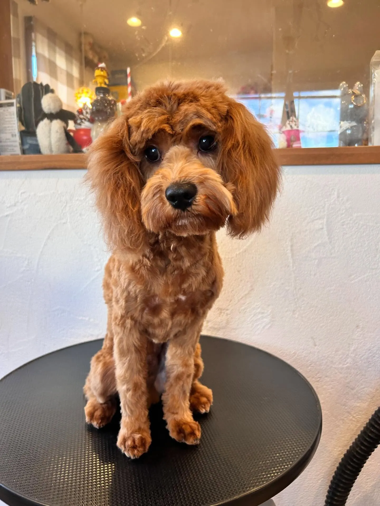 🐾✨新しいお友達がいっぱいのトリミングサロンへようこそ！