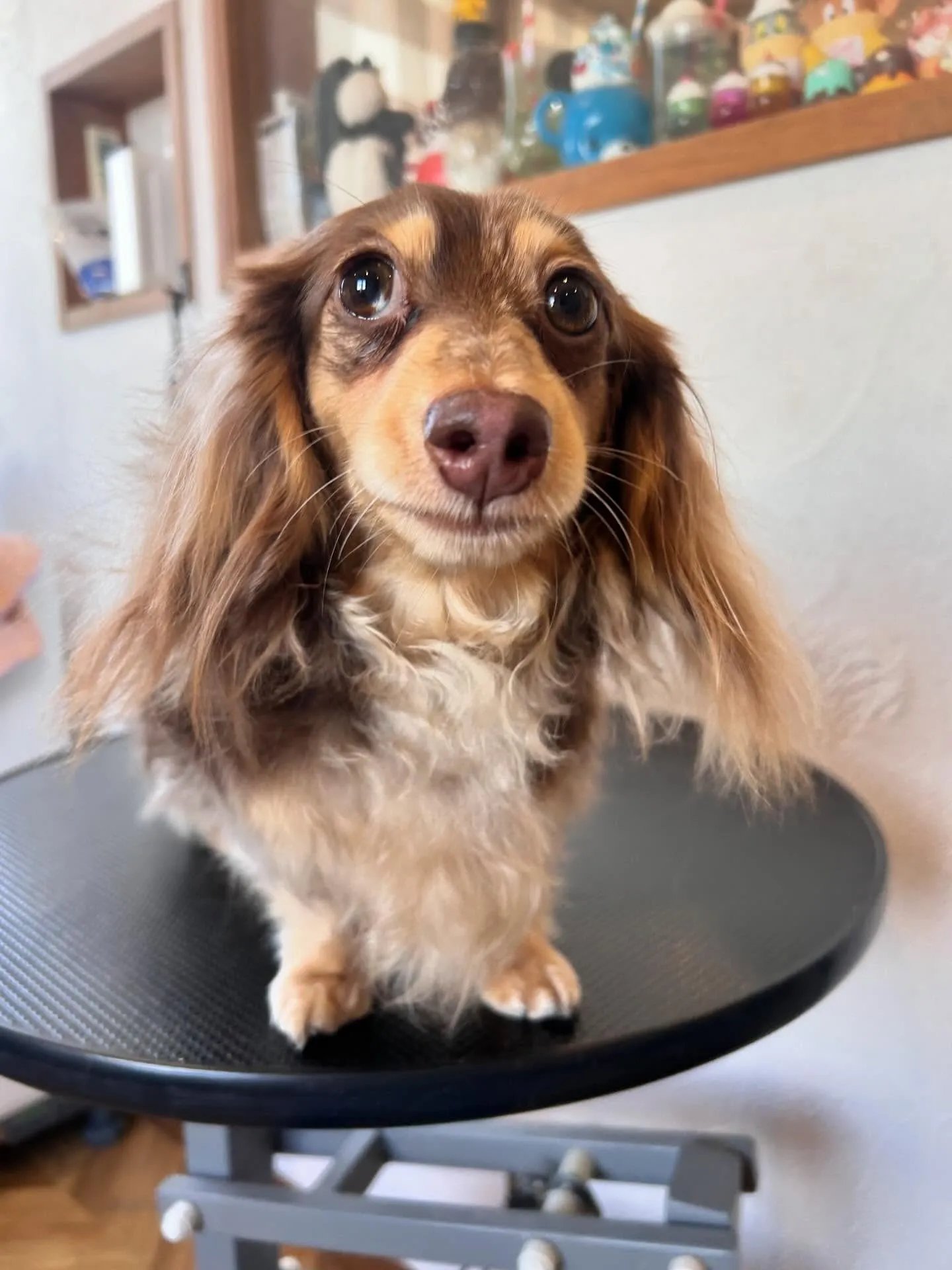 ワンちゃんたちが大集合🐶✨ 