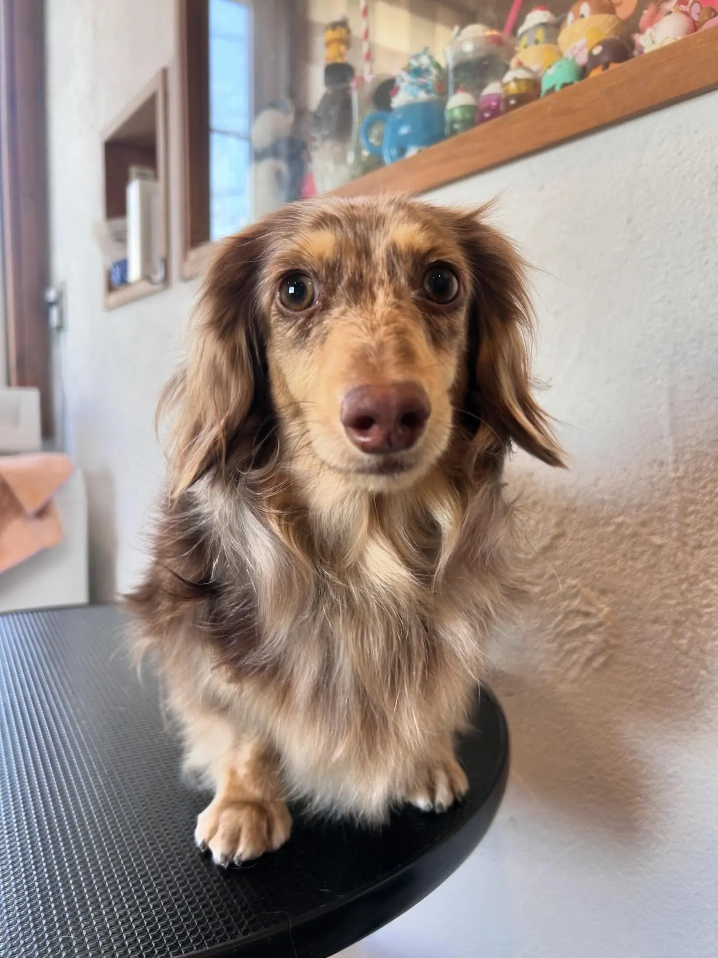 ワンちゃんたちが大集合🐶✨ 