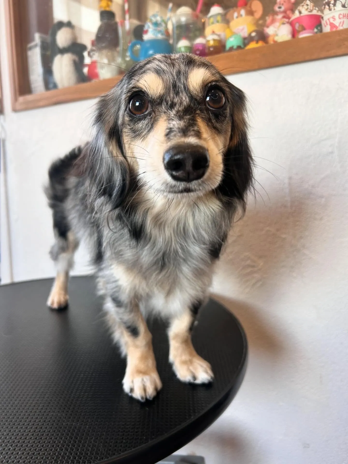 ワンちゃんたちが大集合🐶✨ 