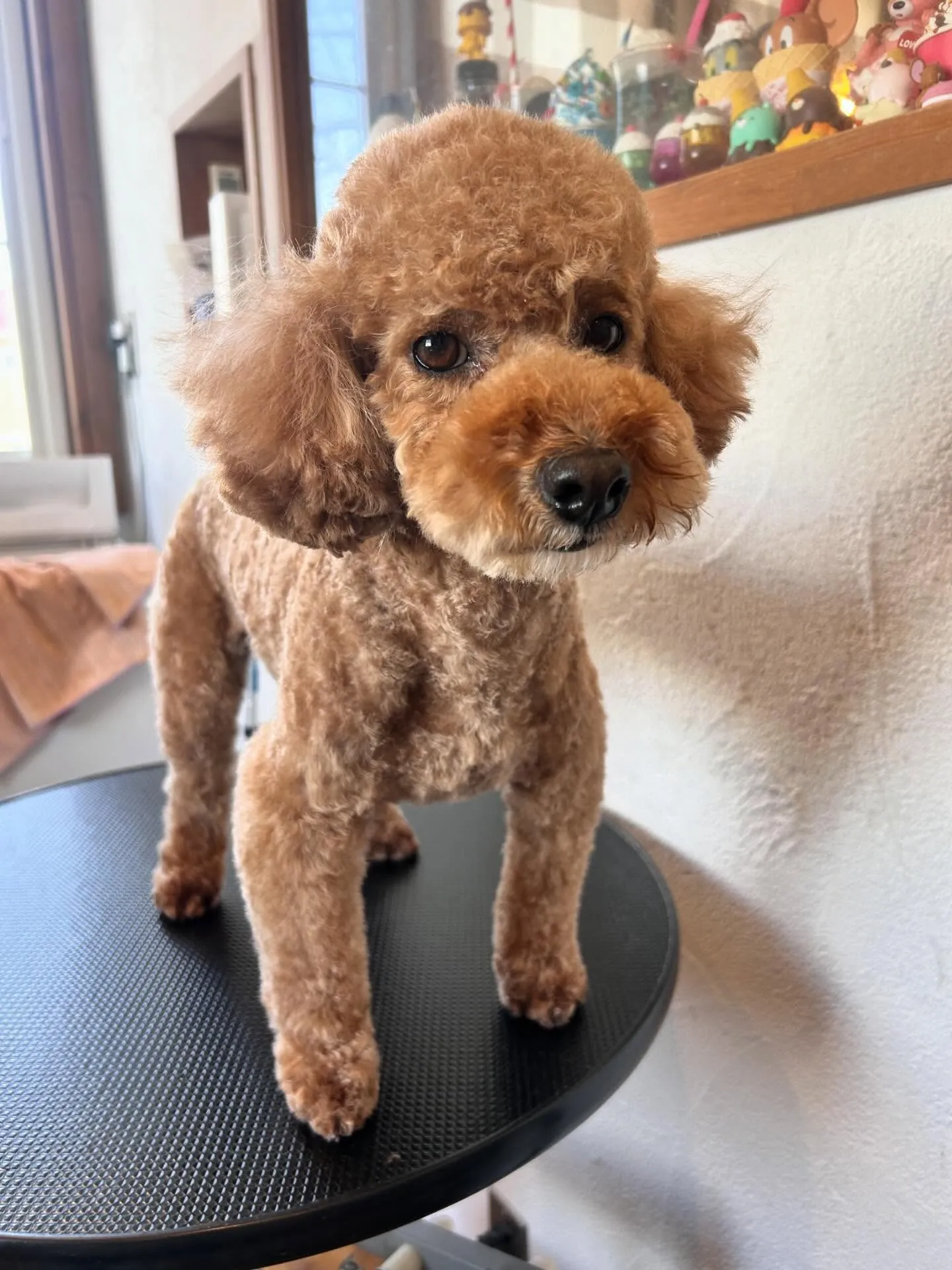 ワンちゃんたちが大集合🐶✨ 