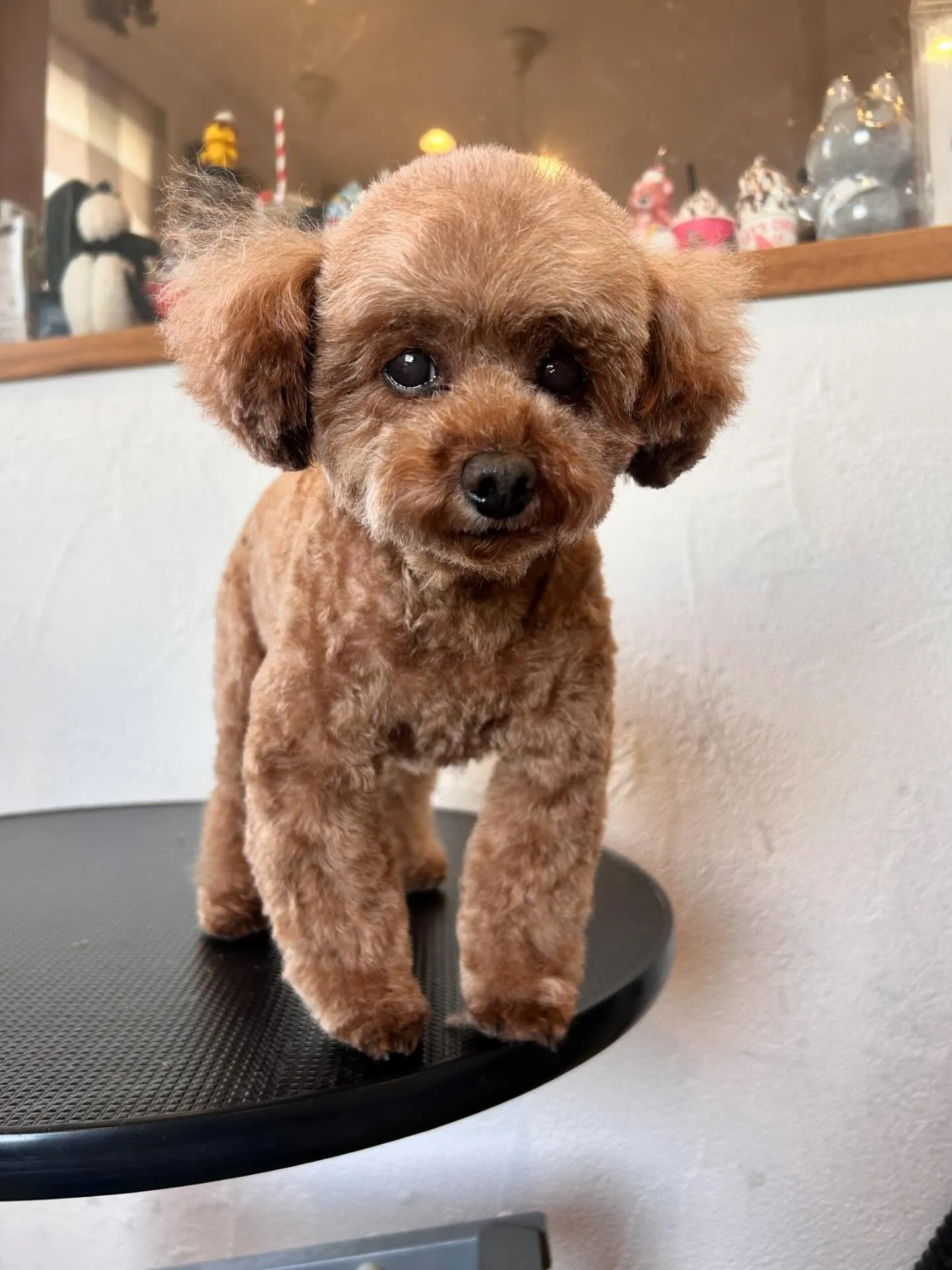 ワンちゃんたちが大集合🐶✨ 