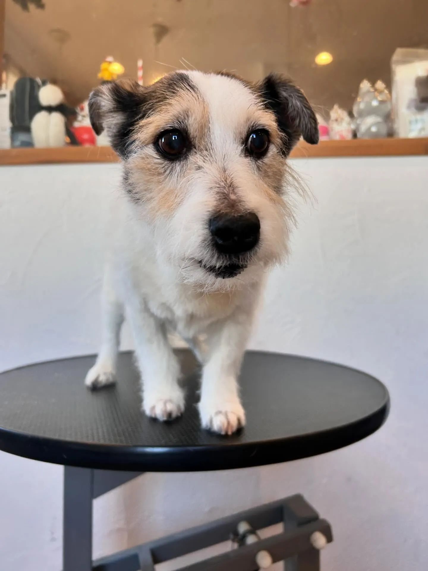 かわいいわんちゃんたちがいっぱい来店してくれました🐾✨