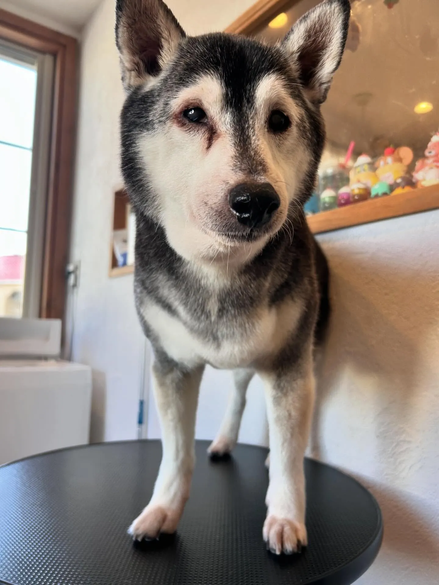 かわいいわんちゃんたちがいっぱい来店してくれました🐾✨