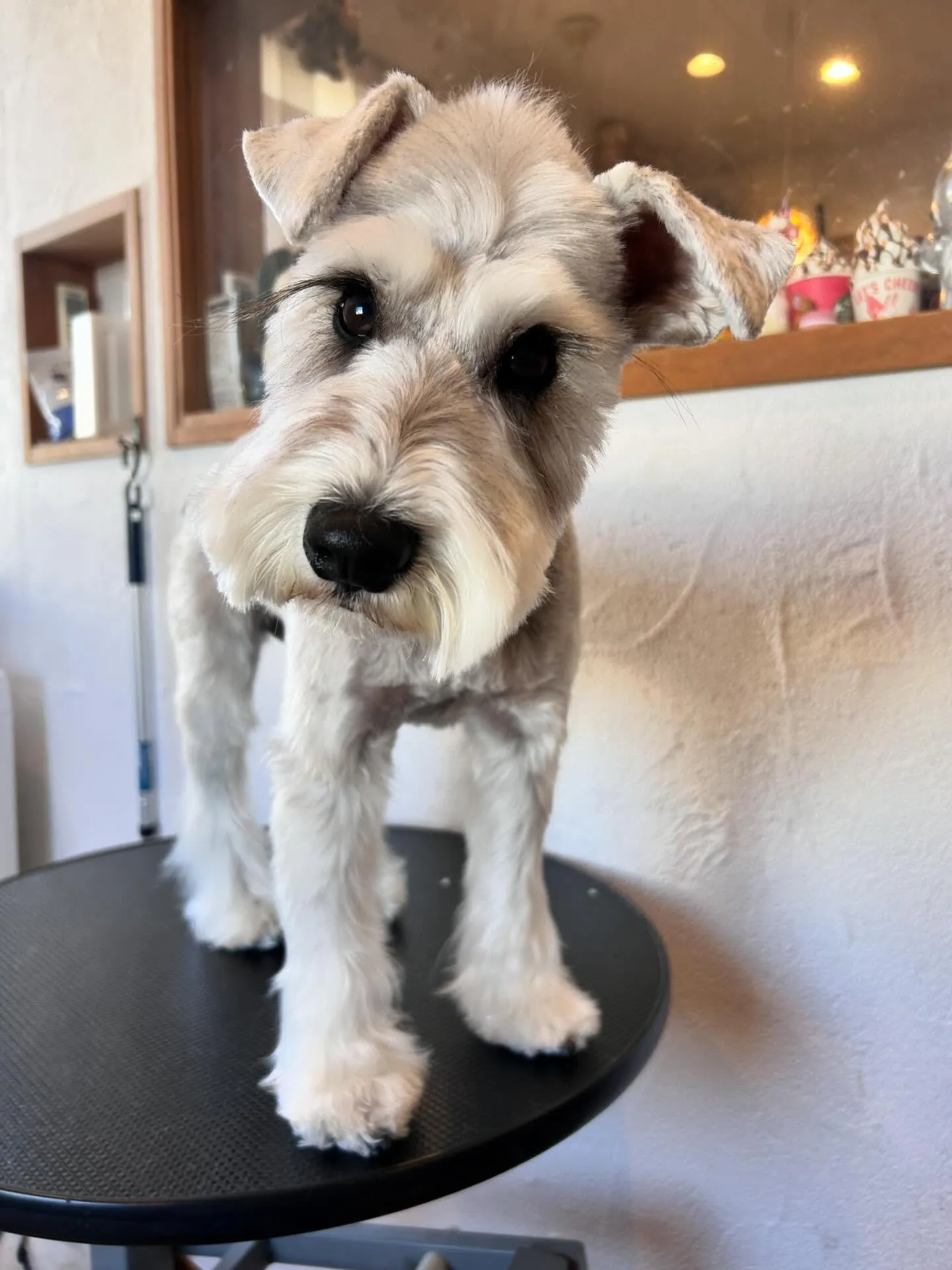 かわいいわんちゃんたちがいっぱい来店してくれました🐾✨