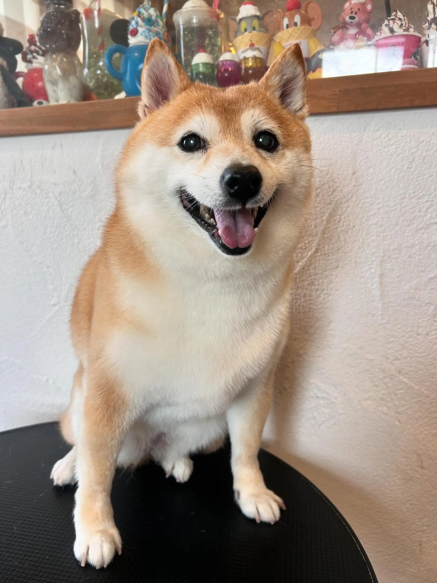 ✨トリミングサロンの特別な日！✨