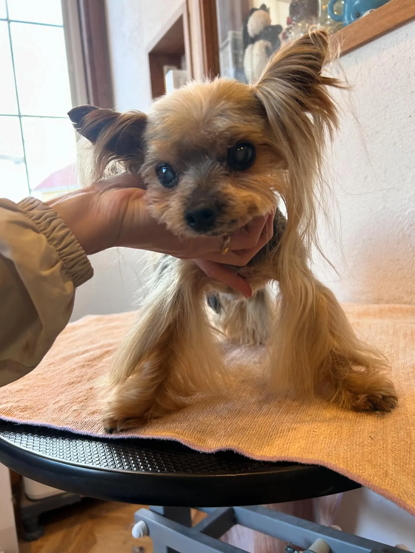 ✨トリミングサロンの特別な日！✨