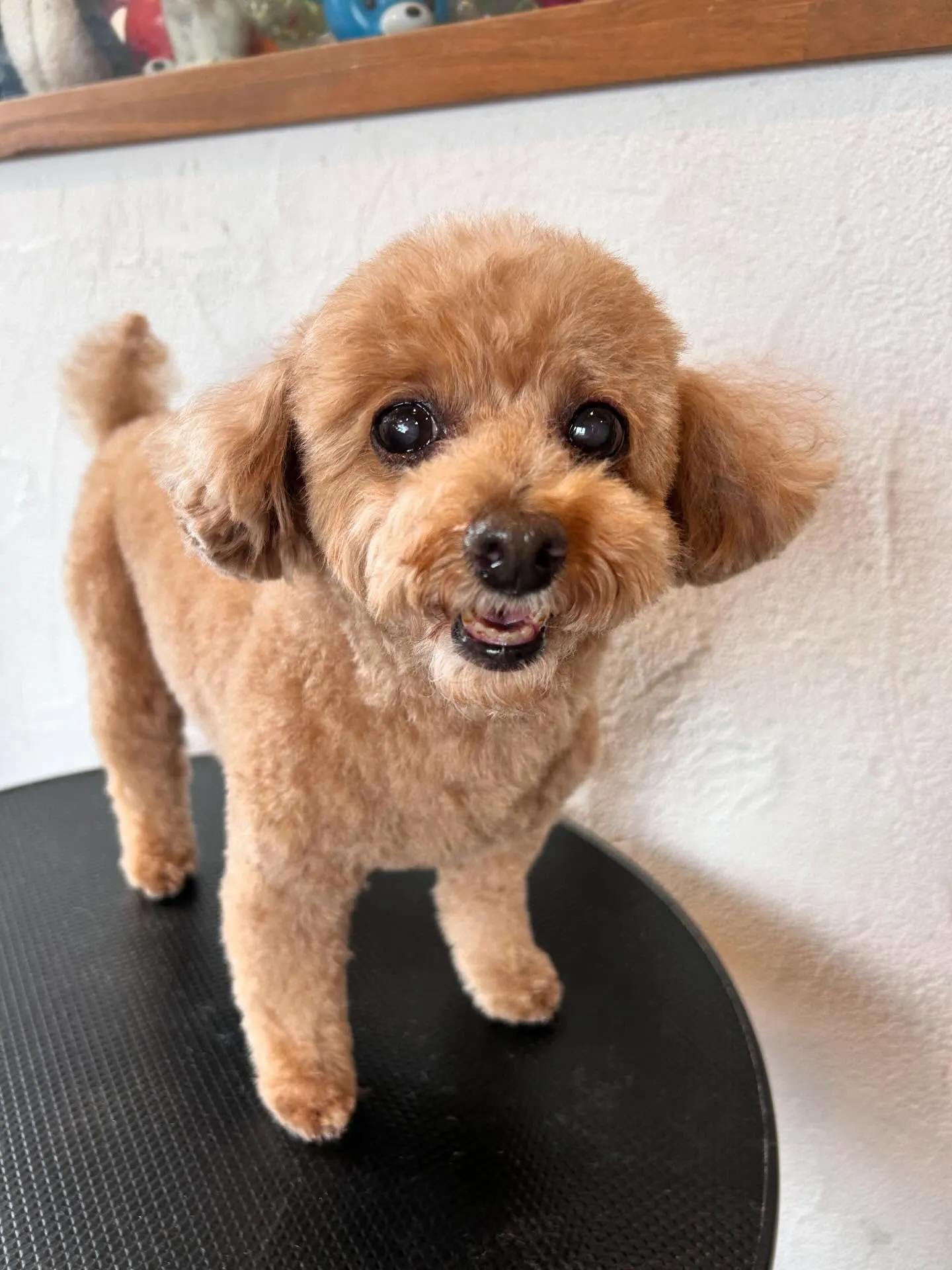 みなさんこんにちは!🐾