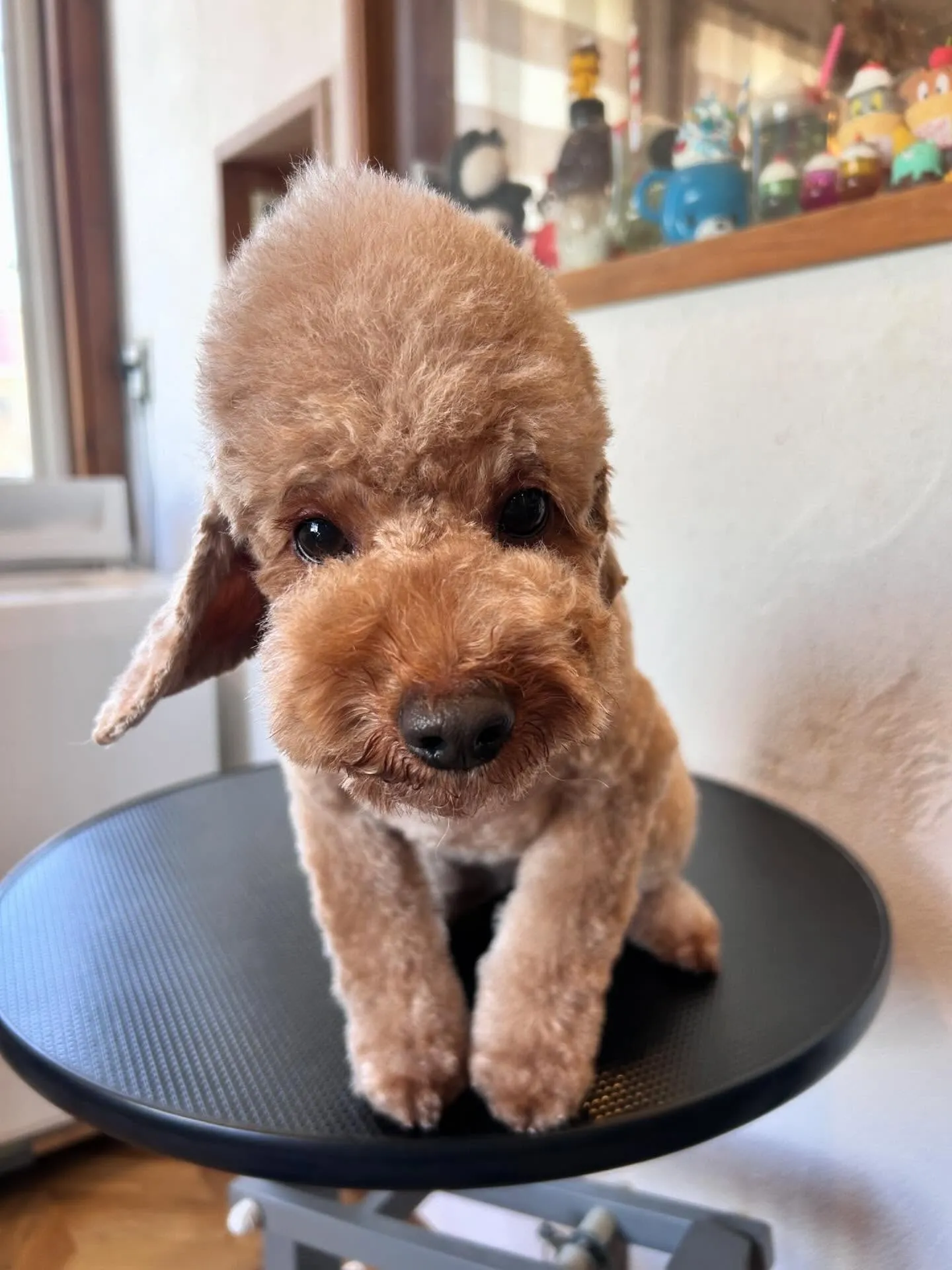 ✨こんにちは、わんちゃん好きの皆さん!✨