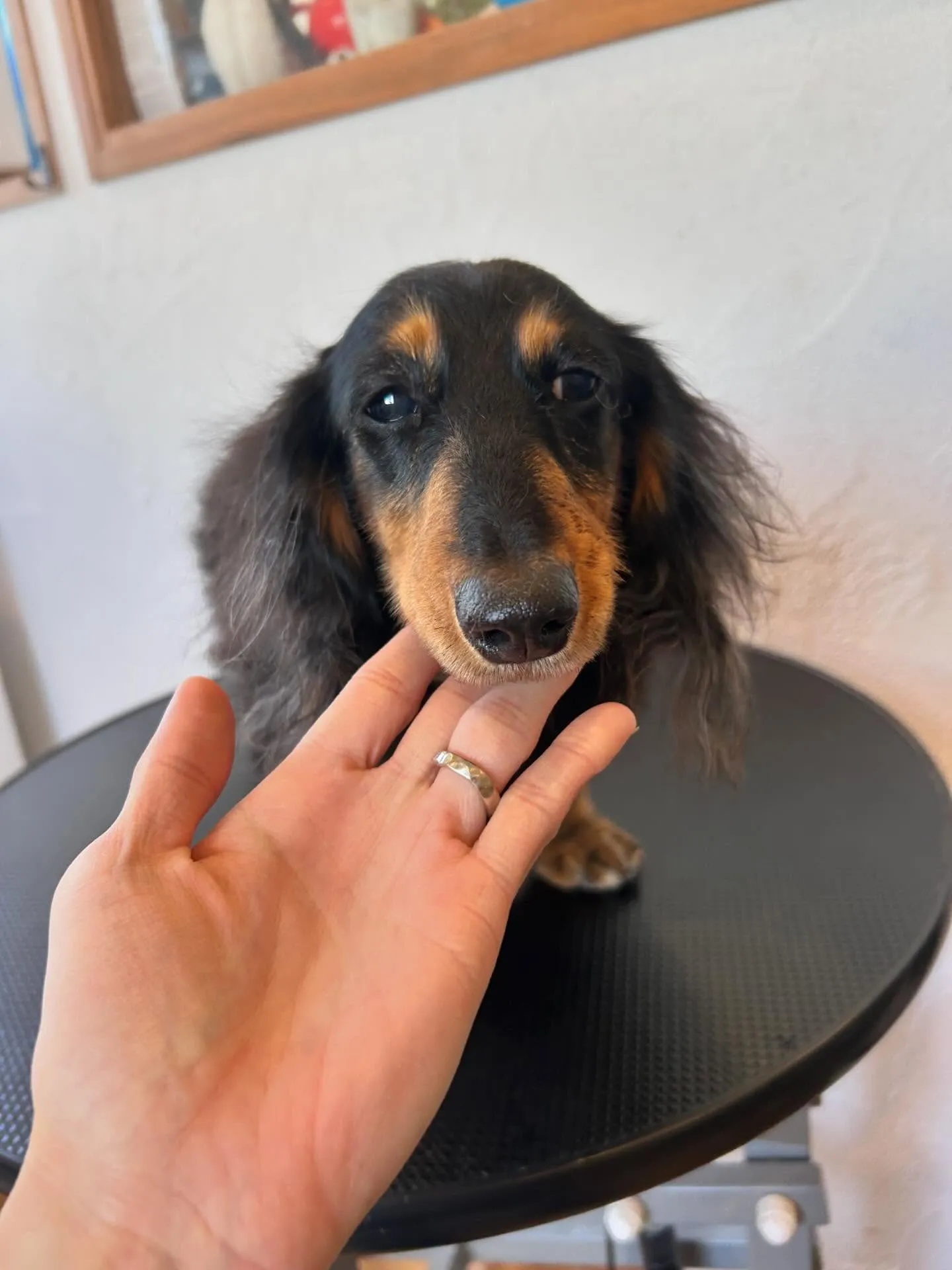 ✨こんにちは、わんちゃん好きの皆さん!✨