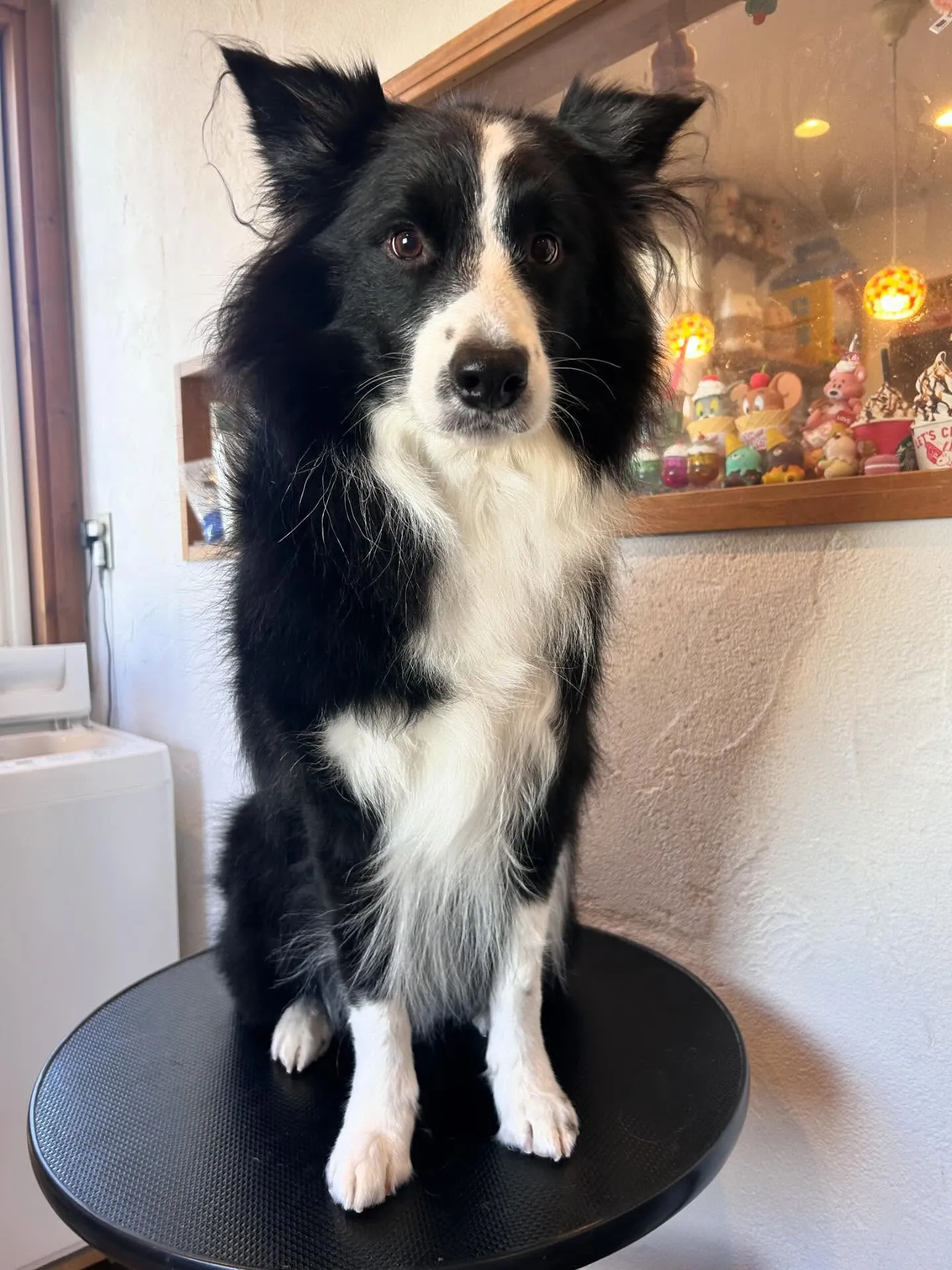 ✨こんにちは、わんちゃん好きの皆さん!✨