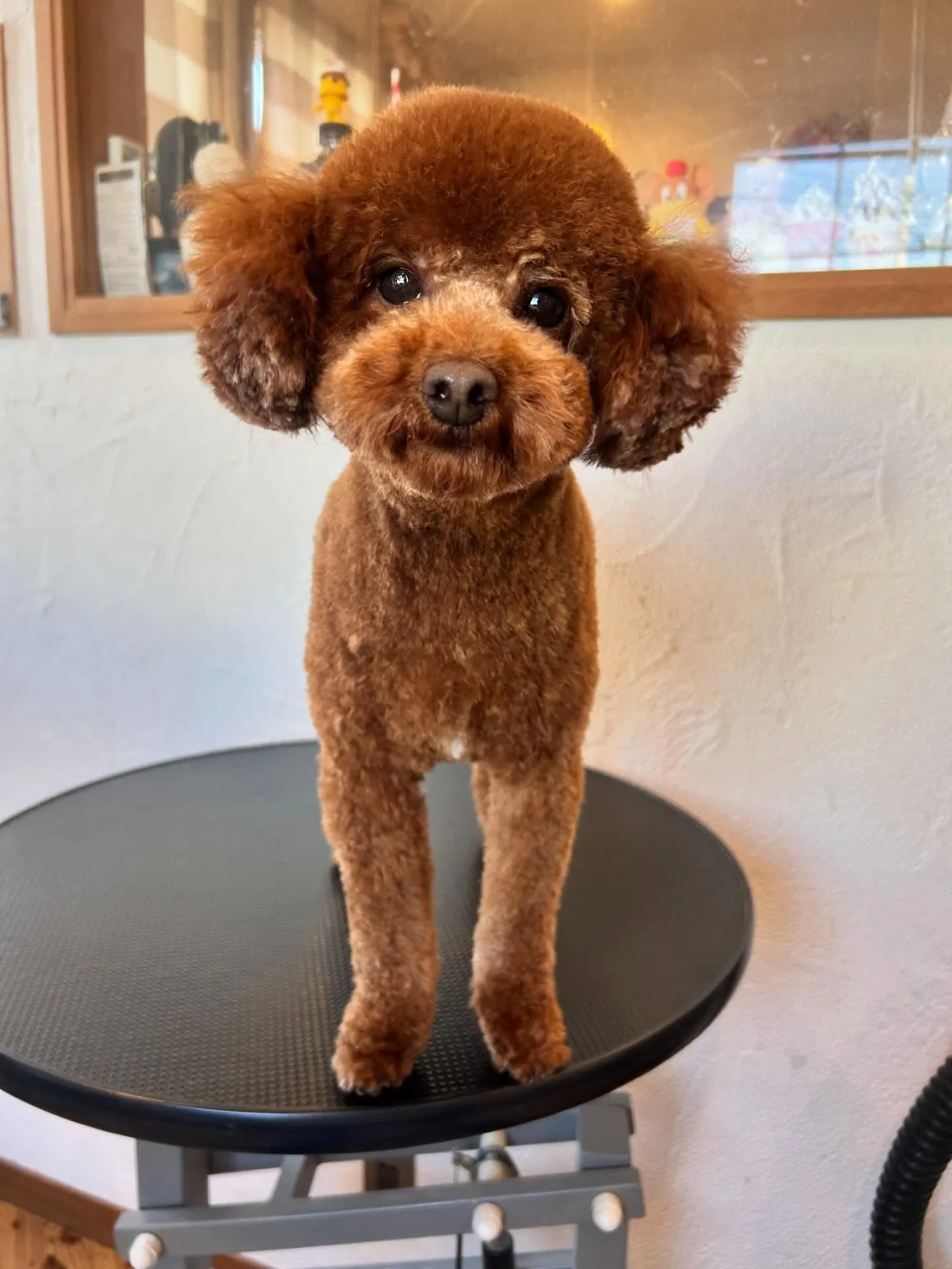 ✨こんにちは、わんちゃん好きの皆さん!✨