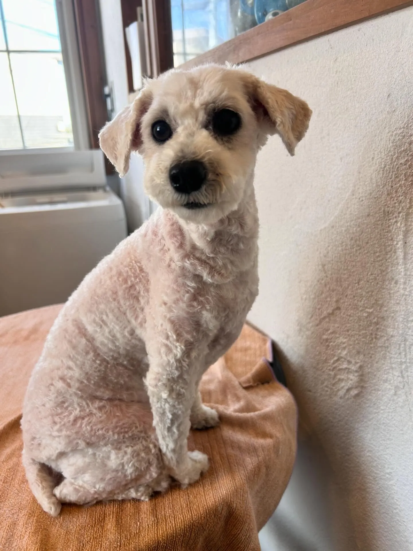 プードルのはるちゃんと大吉くんが、さっぱり3mmバリカンで大...