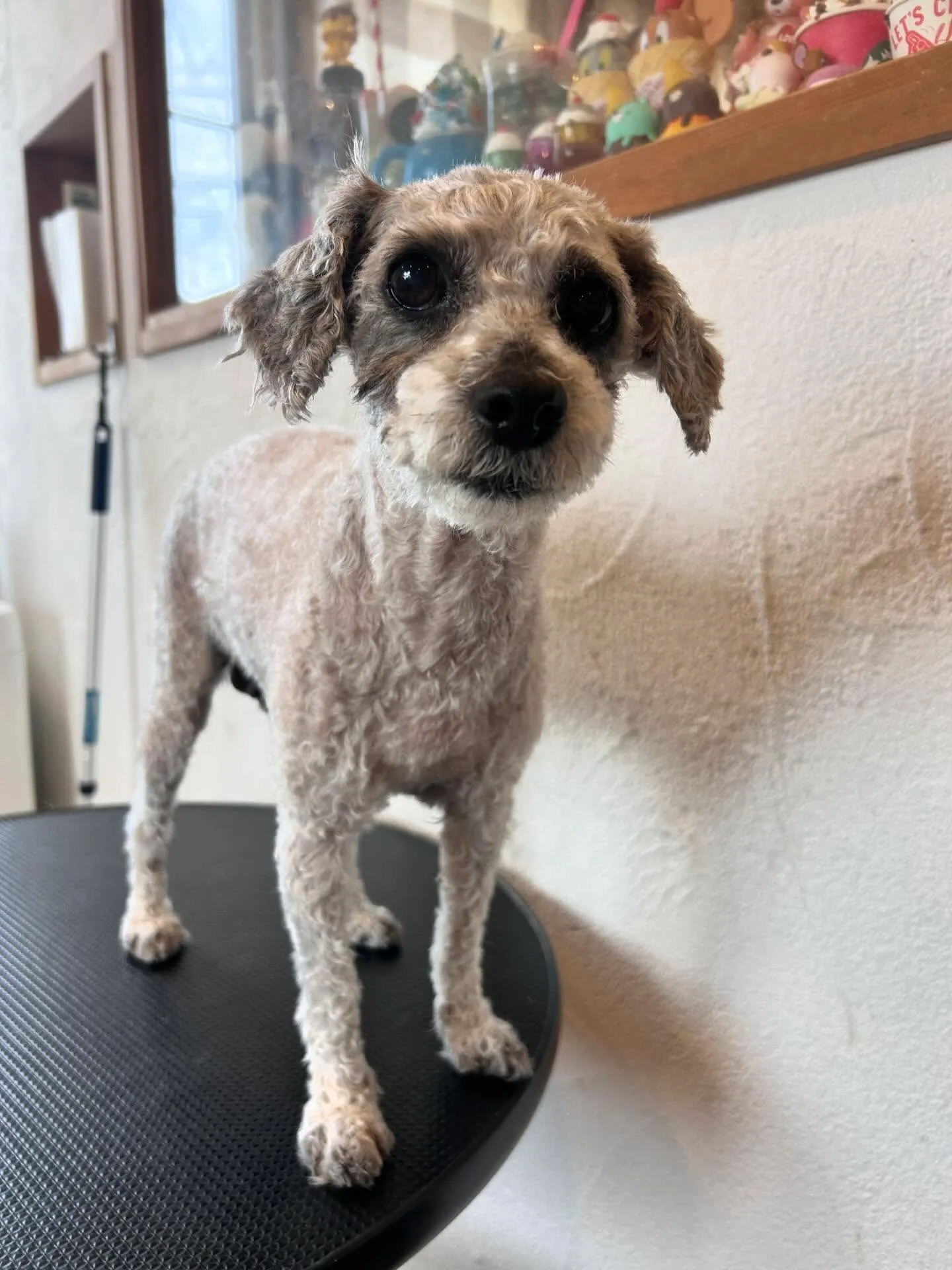 プードルのはるちゃんと大吉くんが、さっぱり3mmバリカンで大...