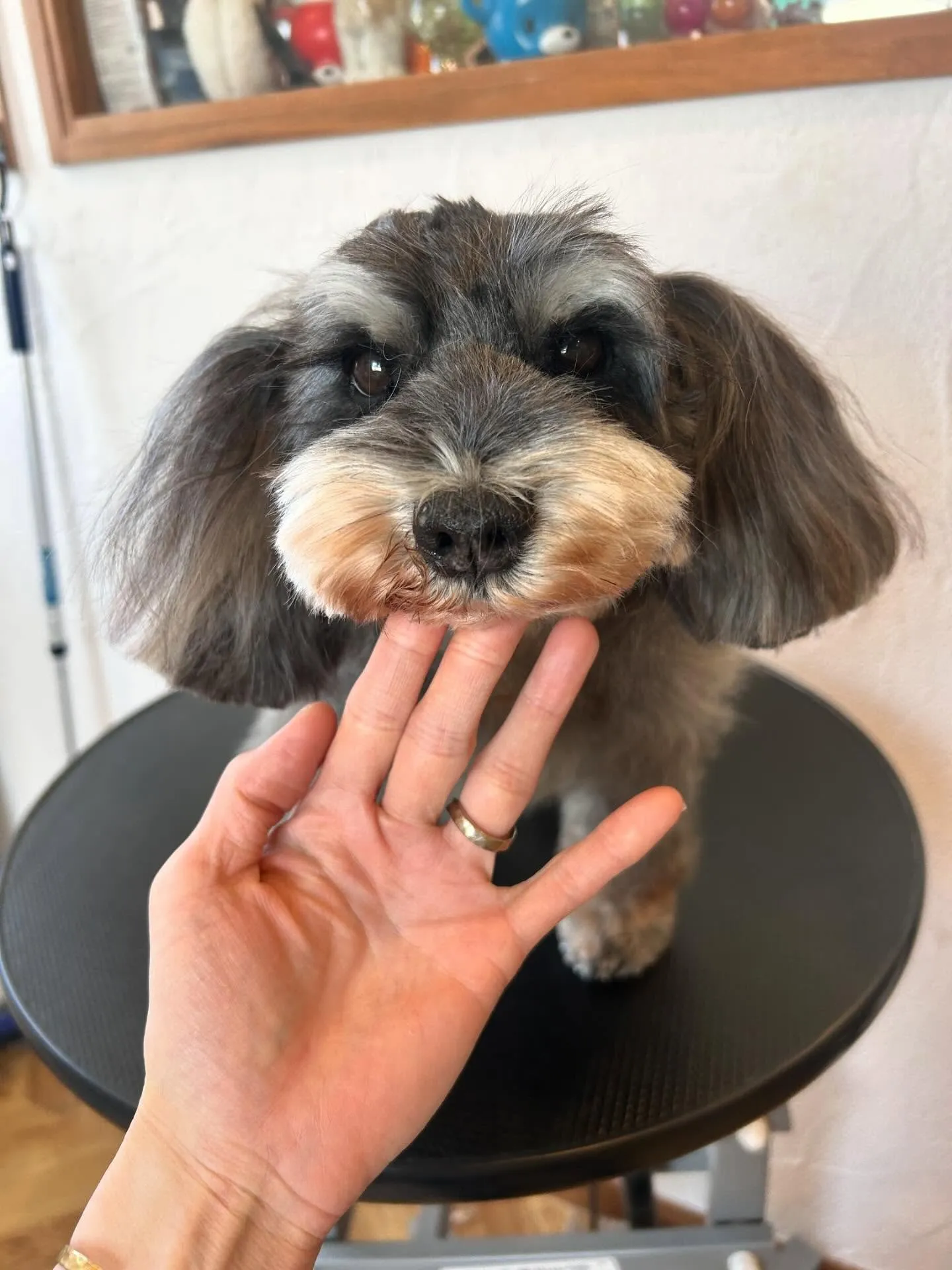 プードルのはるちゃんと大吉くんが、さっぱり3mmバリカンで大...