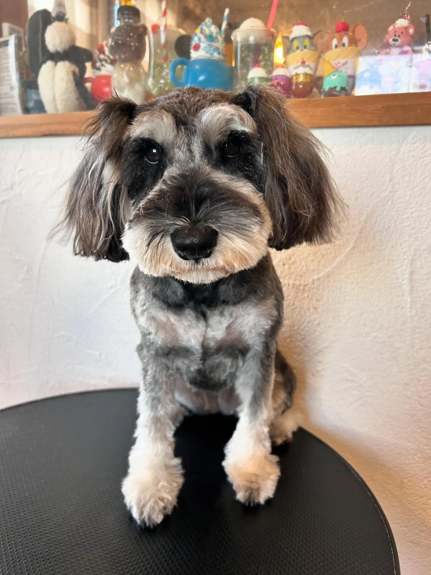 プードルのはるちゃんと大吉くんが、さっぱり3mmバリカンで大...