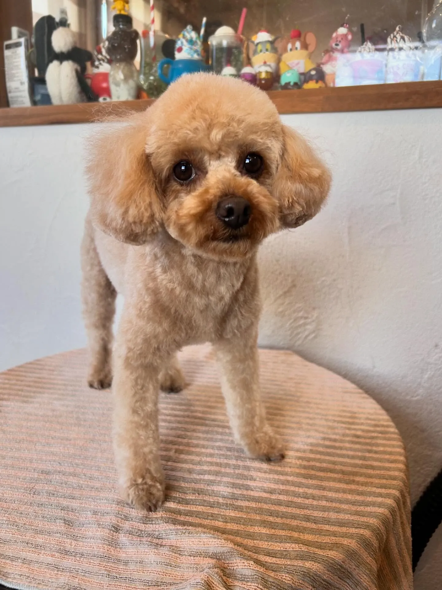 トリミングサロンでかわいいわんこたちに会えました🐶✨