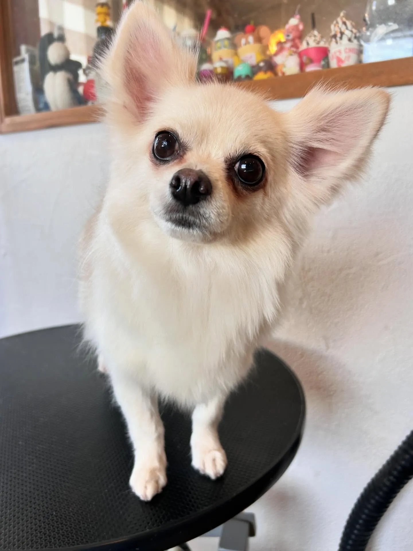 トリミングサロンでかわいいわんこたちに会えました🐶✨