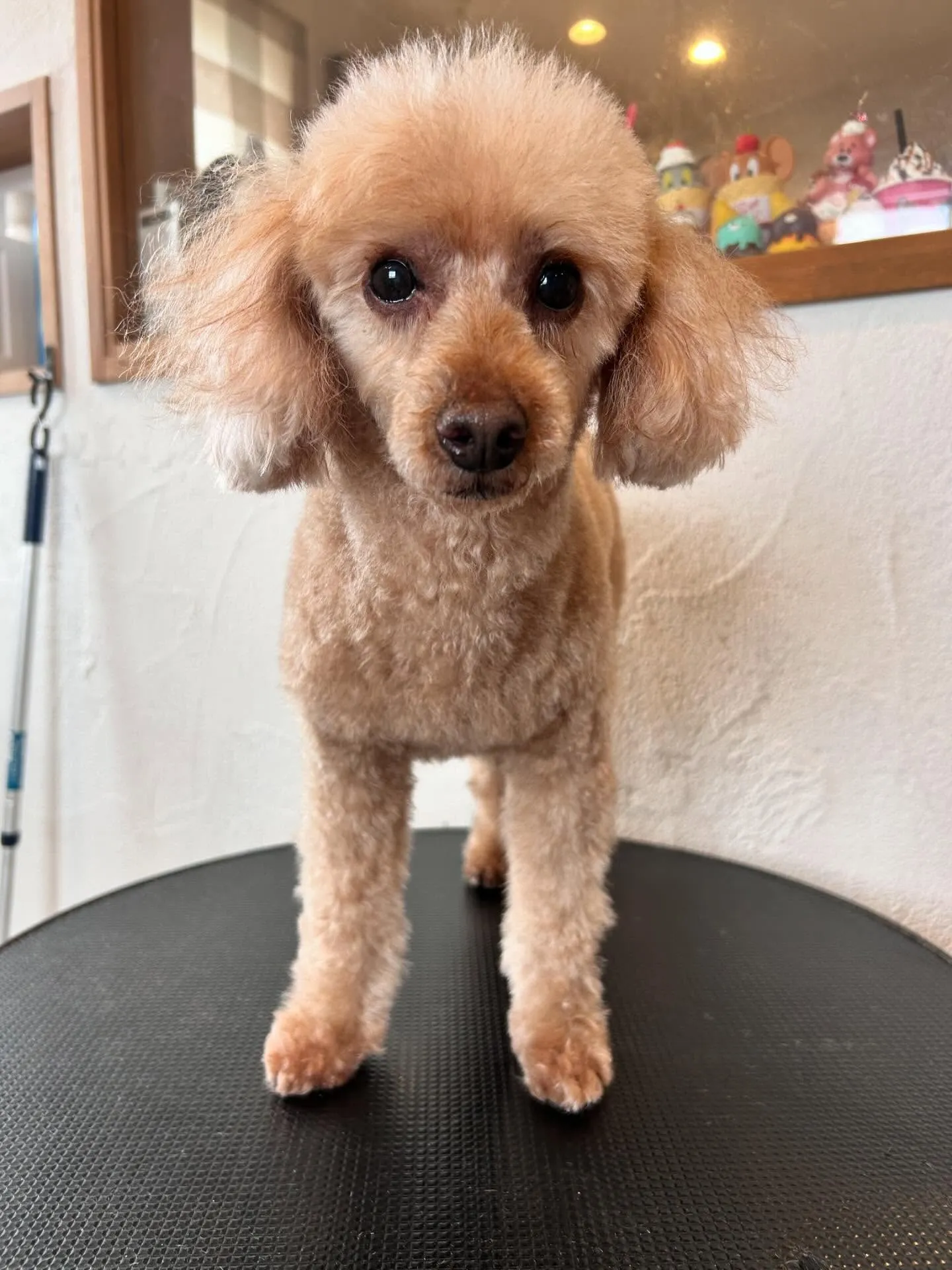 トリミングサロンでかわいいわんこたちに会えました🐶✨