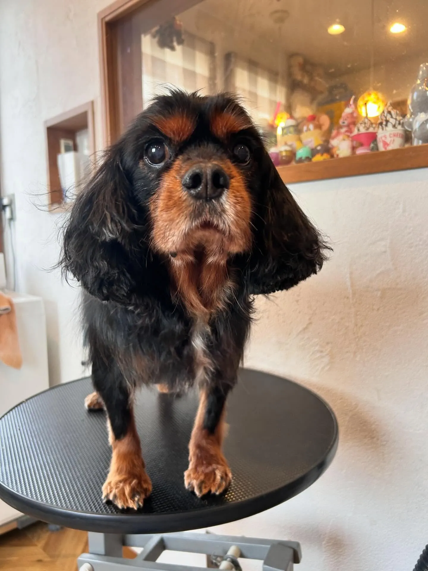 トリミングサロンでかわいいわんこたちに会えました🐶✨