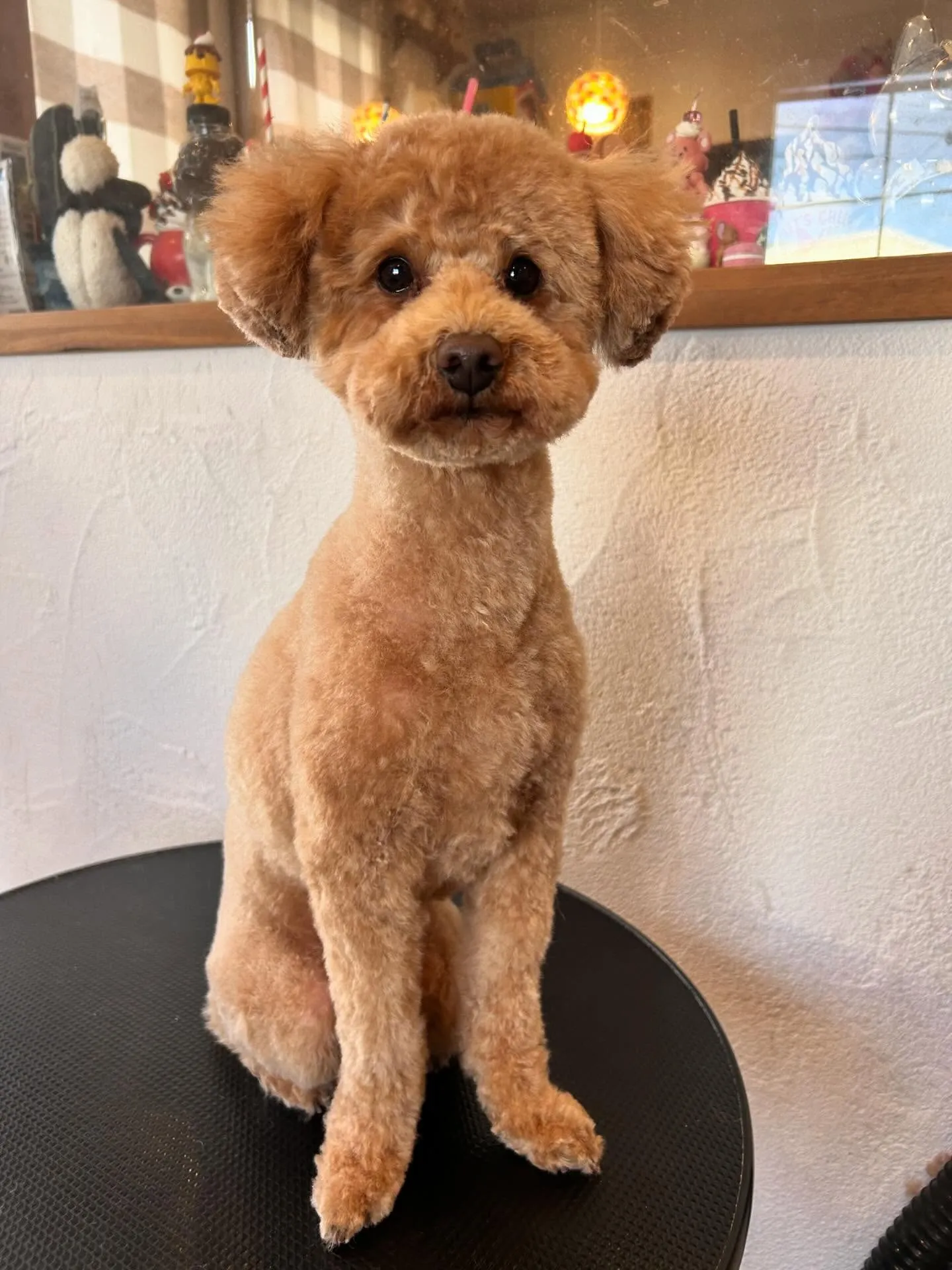 トリミングサロンでかわいいわんこたちに会えました🐶✨