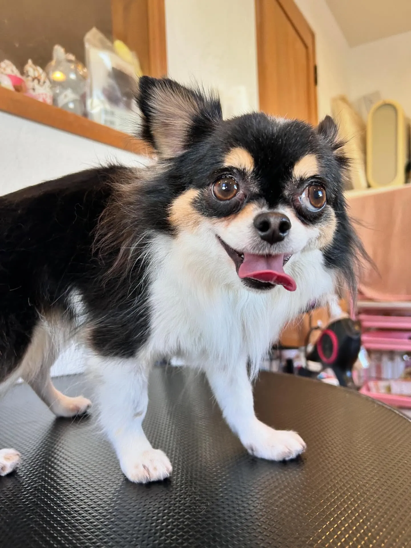 トリミングサロンに遊びに来てくれた、かわいいお客様たちを紹介...