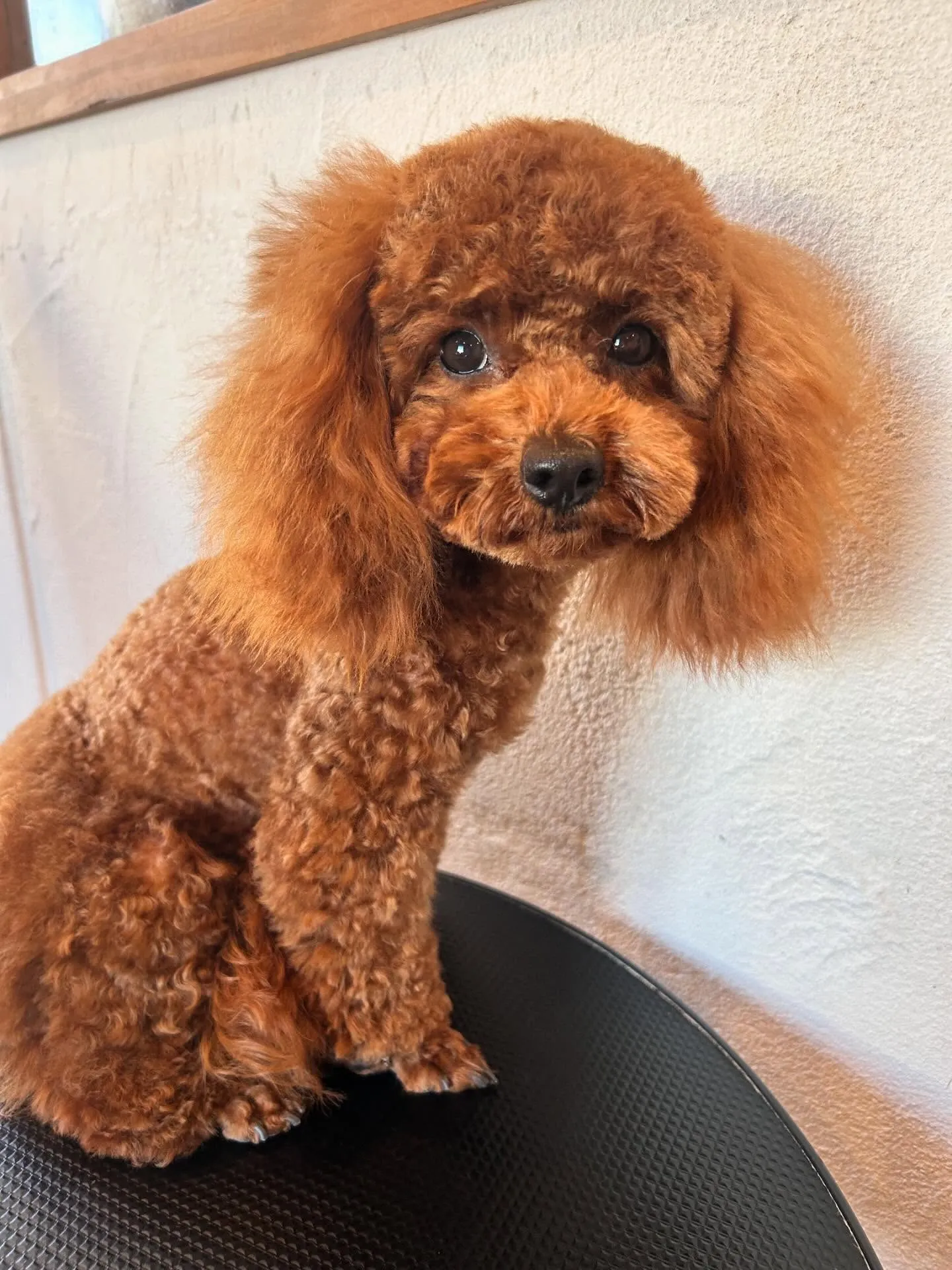 ワンちゃん達の魅力をお届けします🐾✨