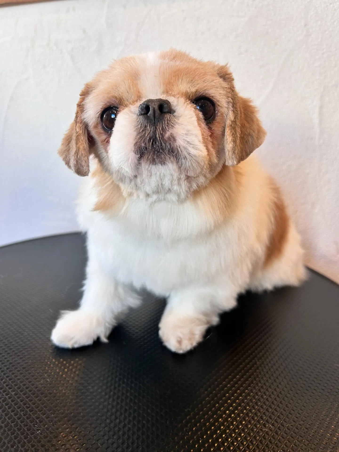 ワンちゃん達の魅力をお届けします🐾✨