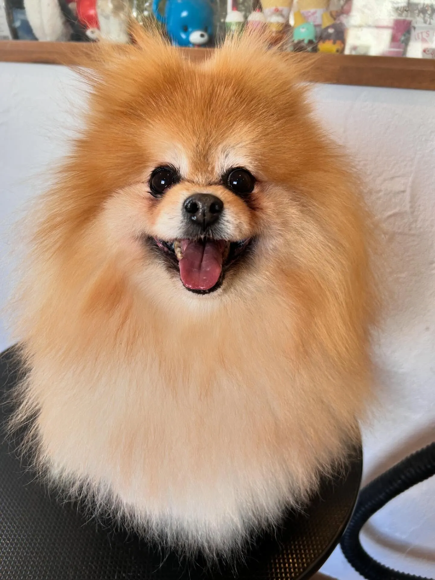 🐶ワンちゃんたちのおしゃれを任されて最高の一日でした!✨