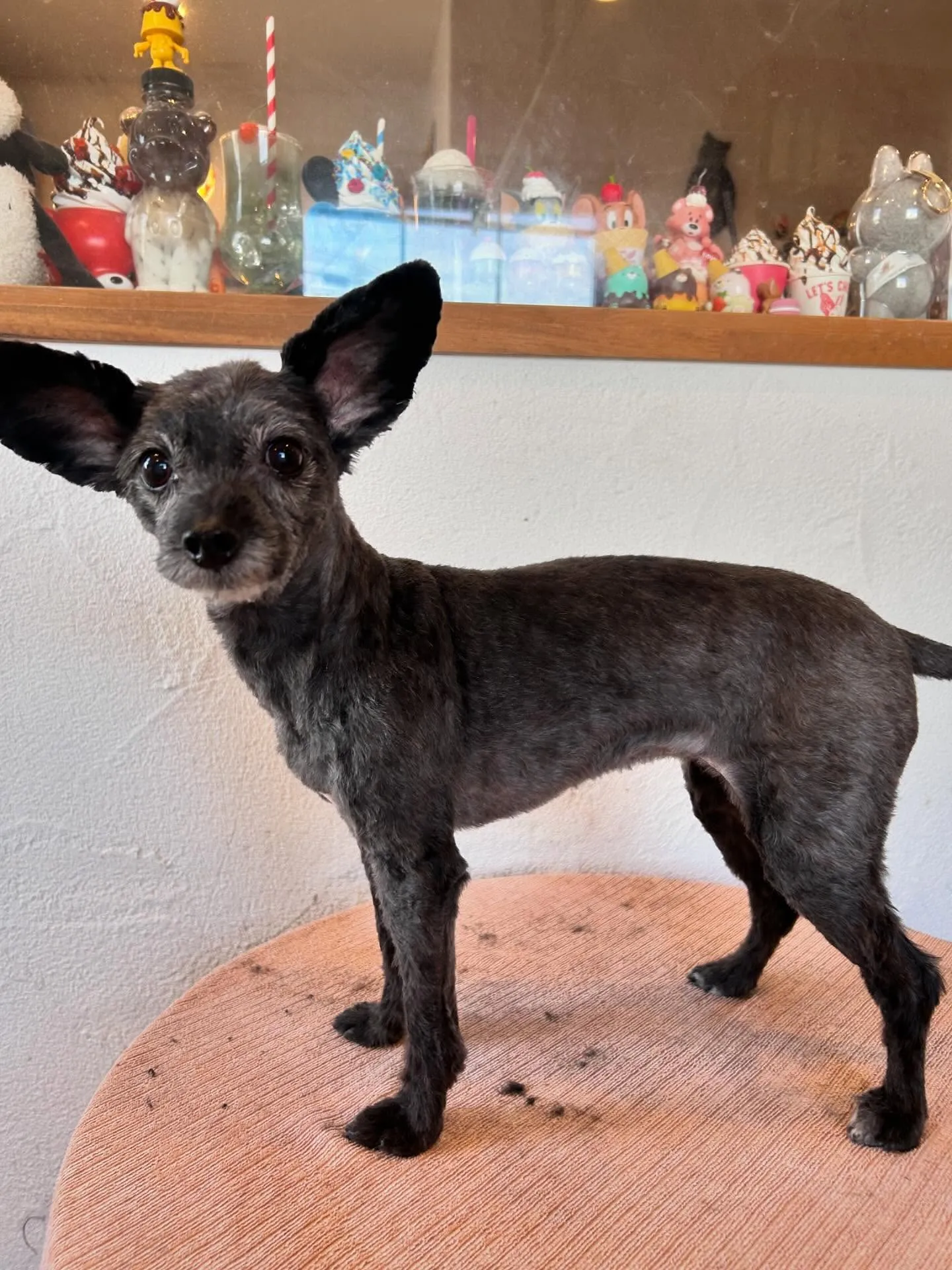 🐶ワンちゃんたちのおしゃれを任されて最高の一日でした!✨