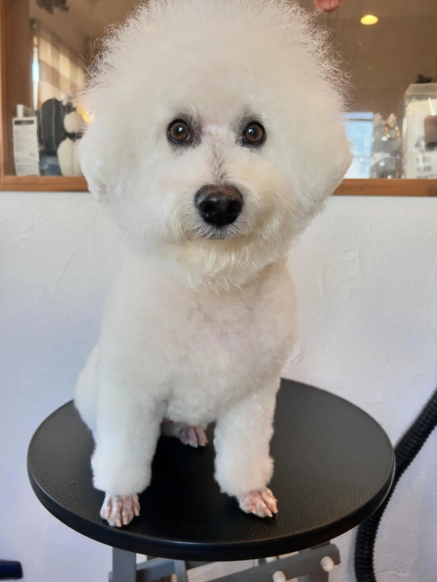 🐶ワンちゃんたちのおしゃれを任されて最高の一日でした!✨