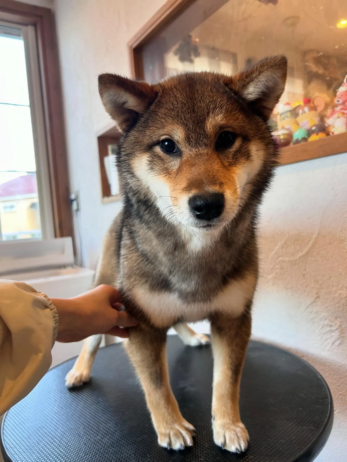 🐶ワンちゃんたちのおしゃれを任されて最高の一日でした!✨
