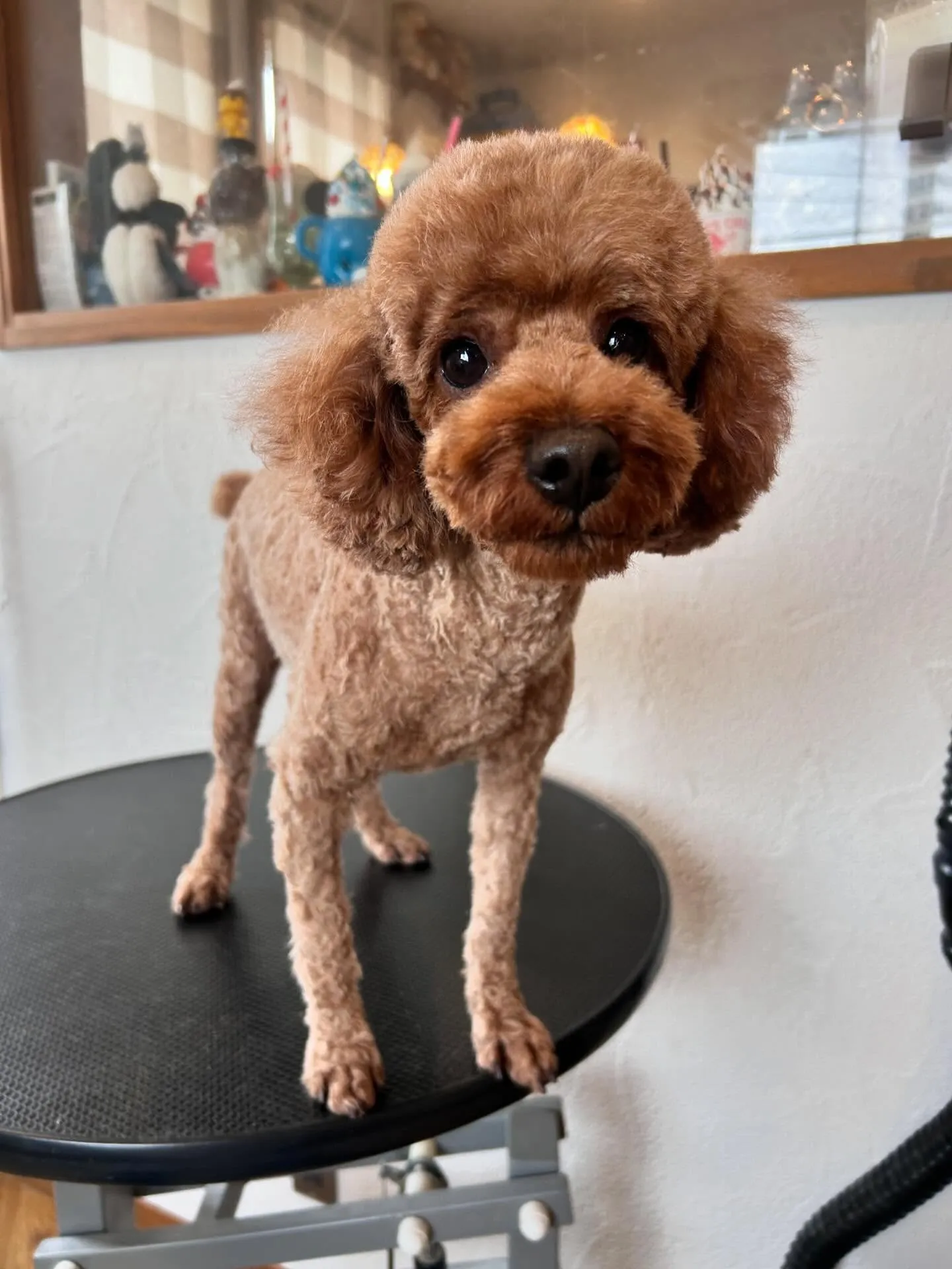 🌟 かわいいお客様たちを紹介します! 🌟